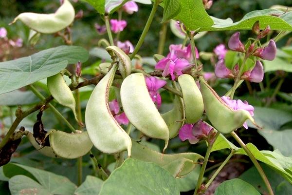 扁豆淡褐斑病如何防治？-圖片版權(quán)歸惠農(nóng)網(wǎng)所有