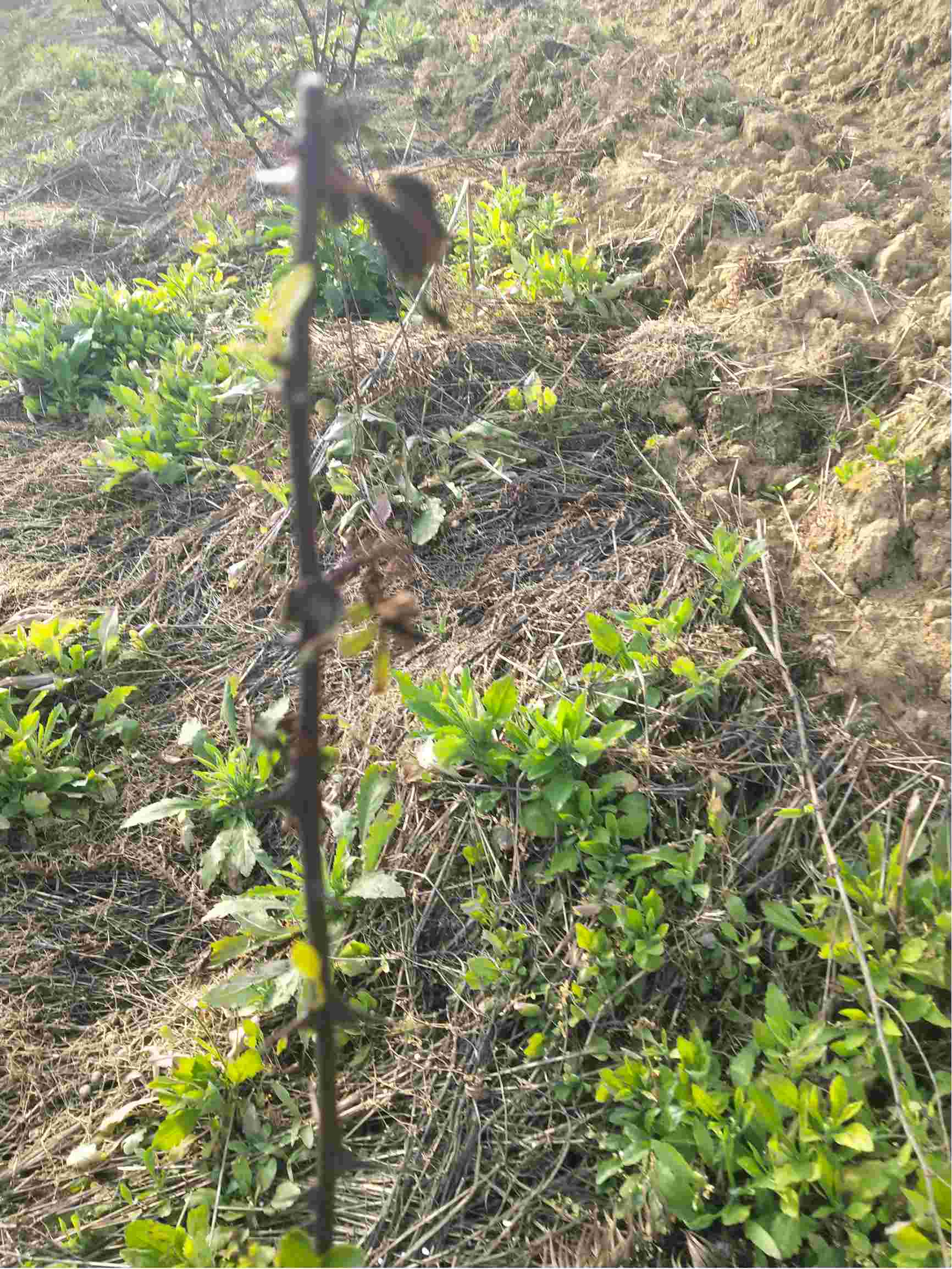 花椒椒苗顶部慢慢出现枯萎现象