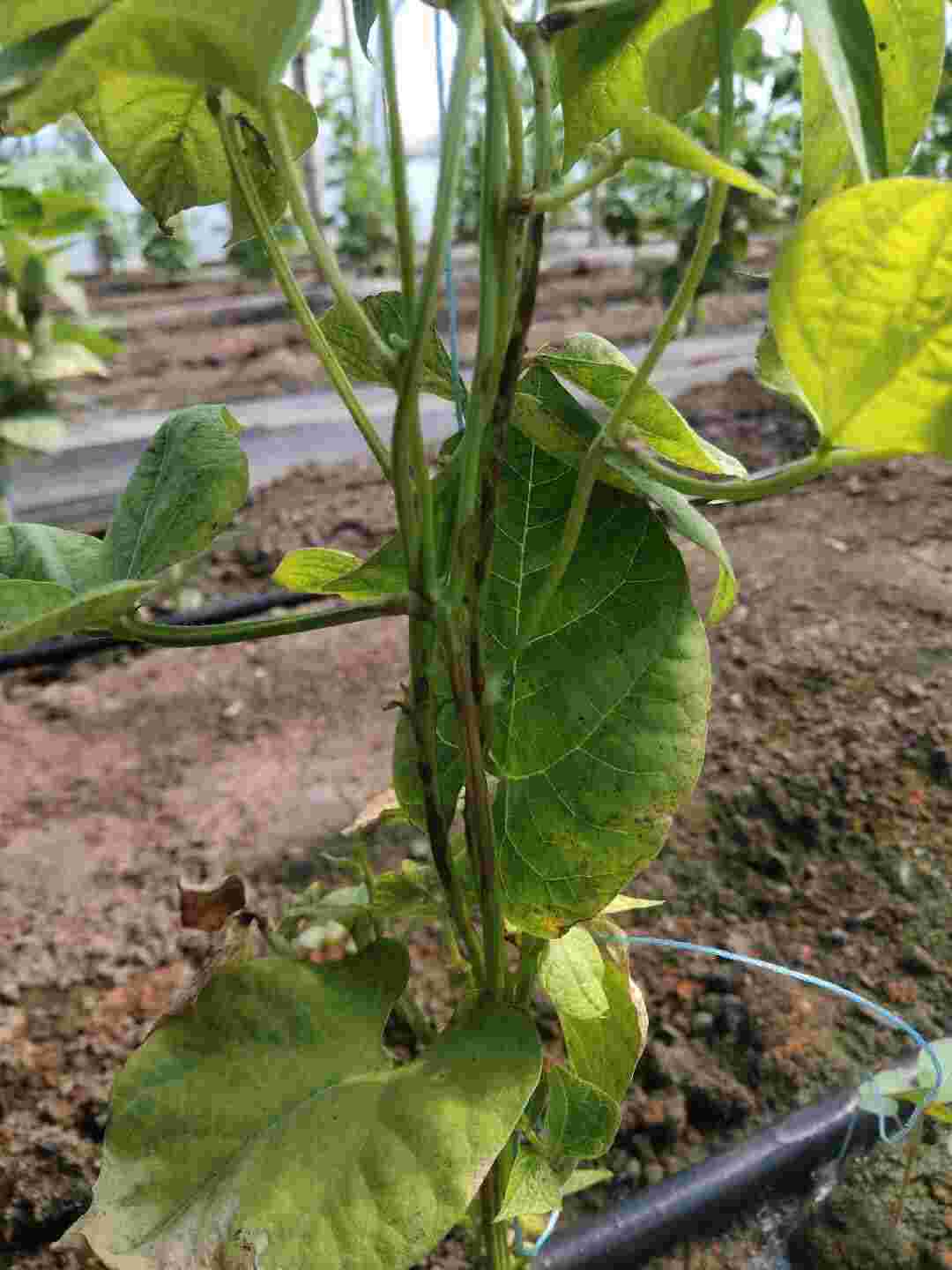 专家你好我想知道这是什么病害以及防治方法