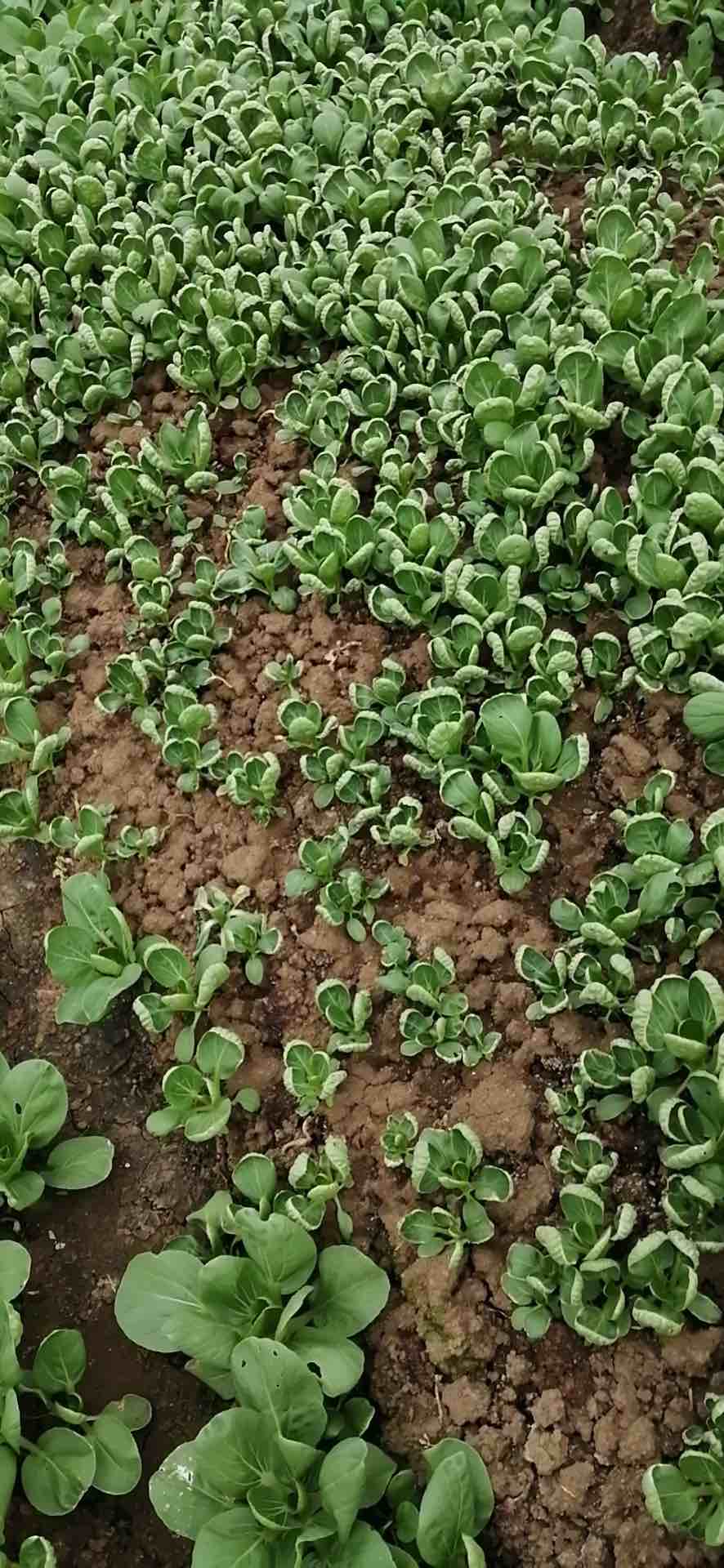 上海青的種植時間和方法