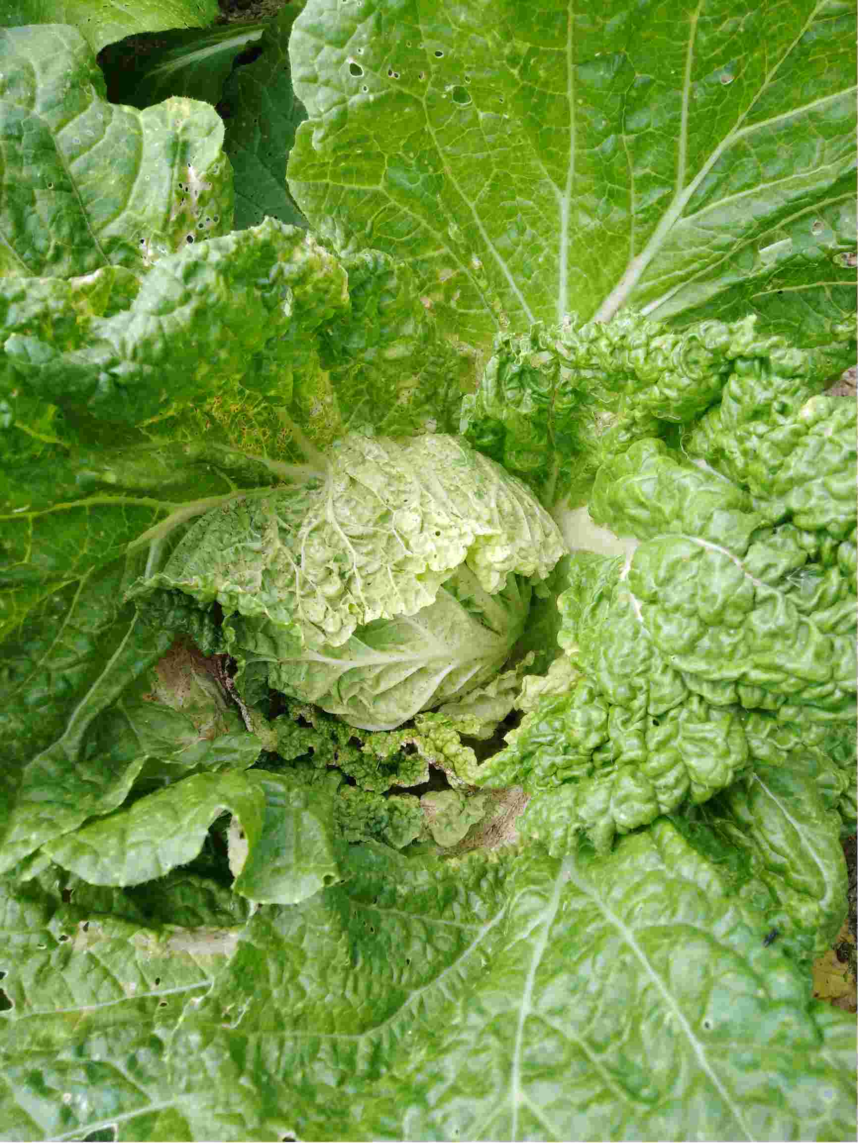 请问老师这大白菜菜是什么病