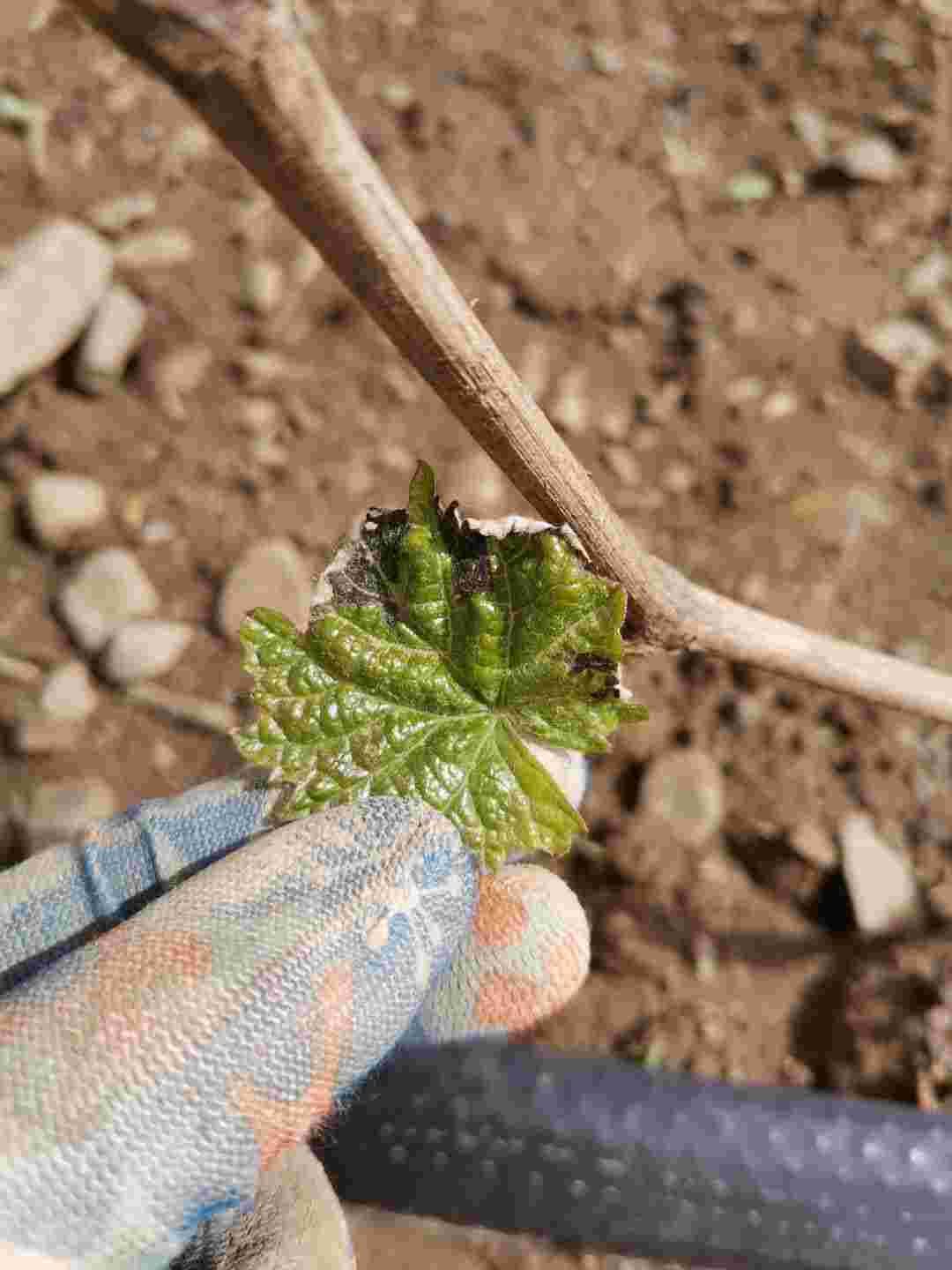 老師你好能幫我看看我的陽光玫瑰苗我是五月二號栽種的不愛張還糊邊這