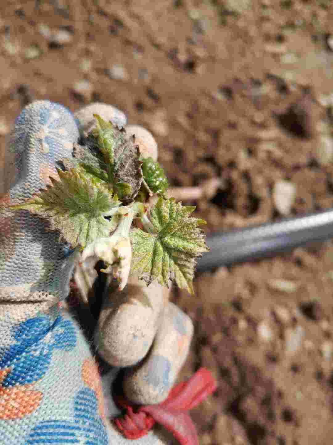 我的阳光玫瑰葡萄今年五月二号栽种的发出的芽不爱张而且叶片有糊边