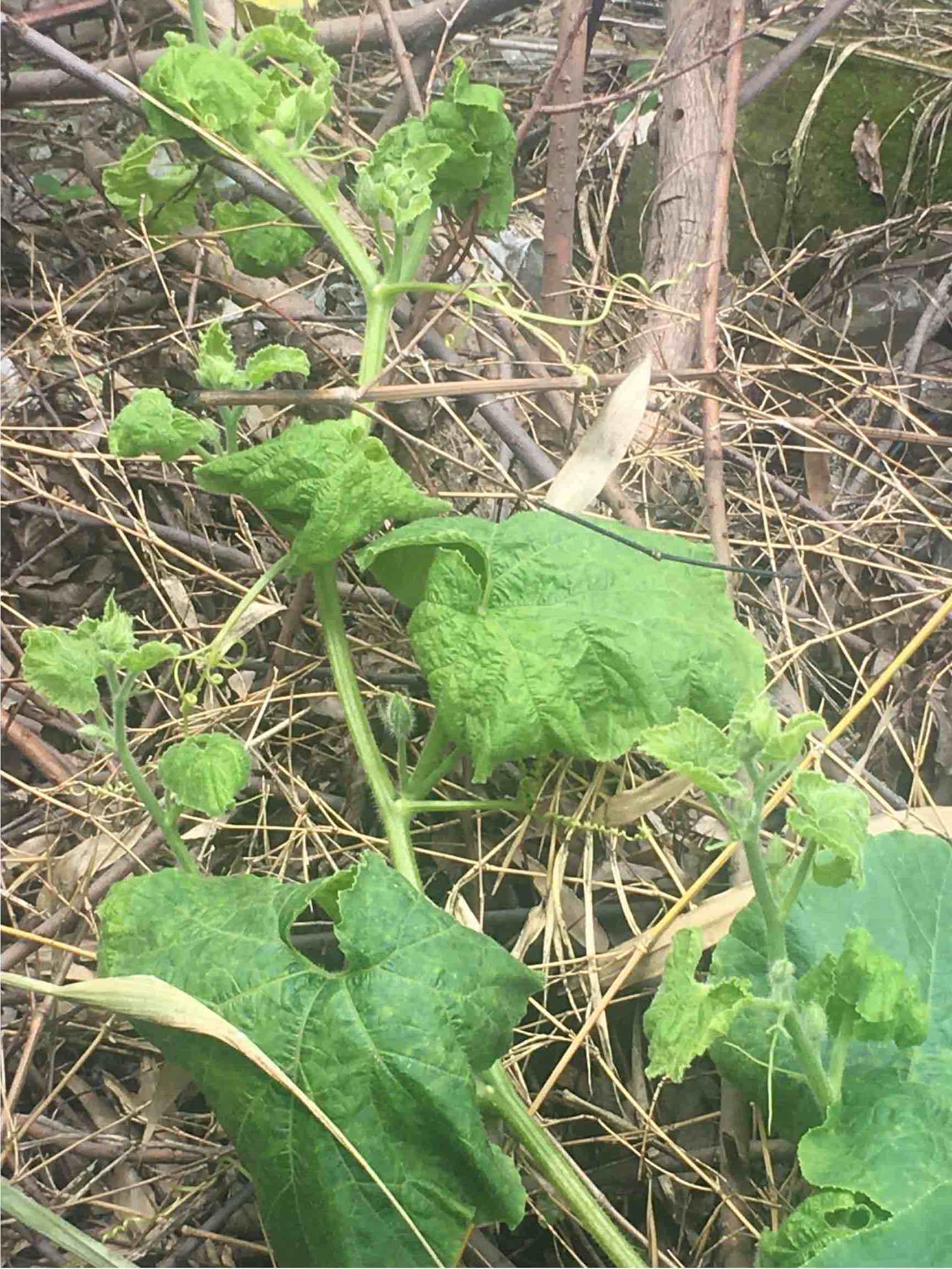 请问老师南瓜这是什么病如何治疗