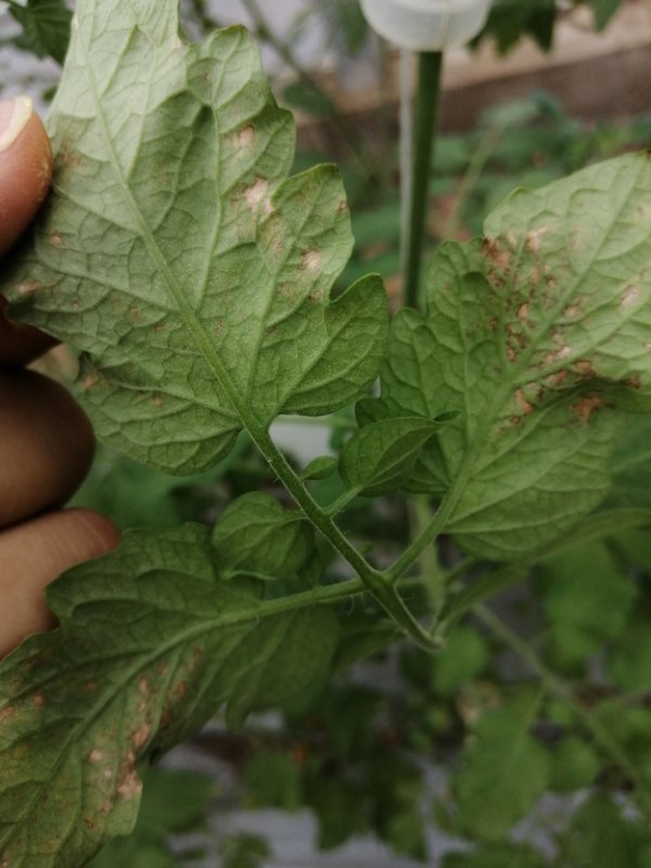 老师请问小番茄这是得了什么病