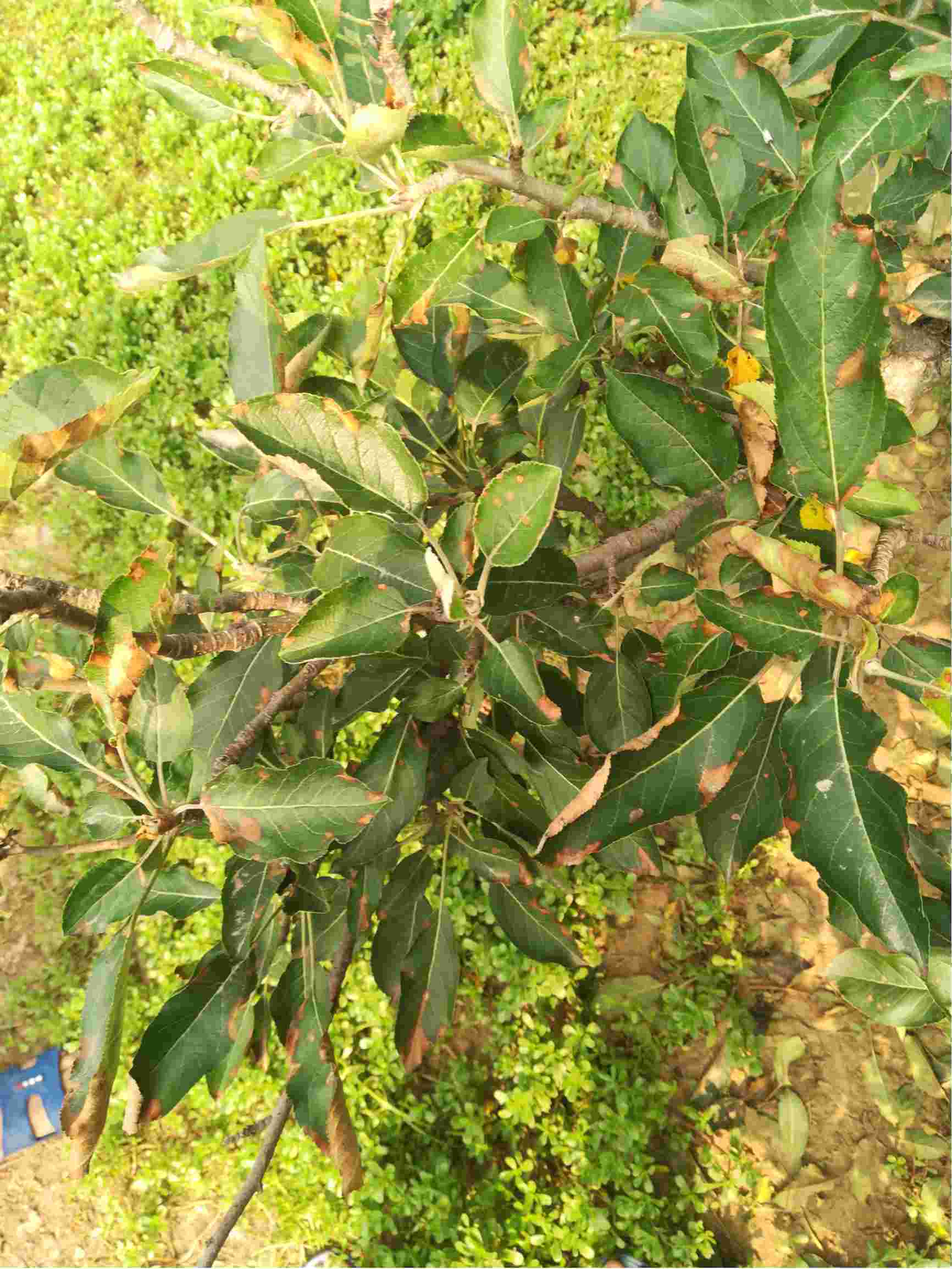 苹果树代森锰产生药害怎么办