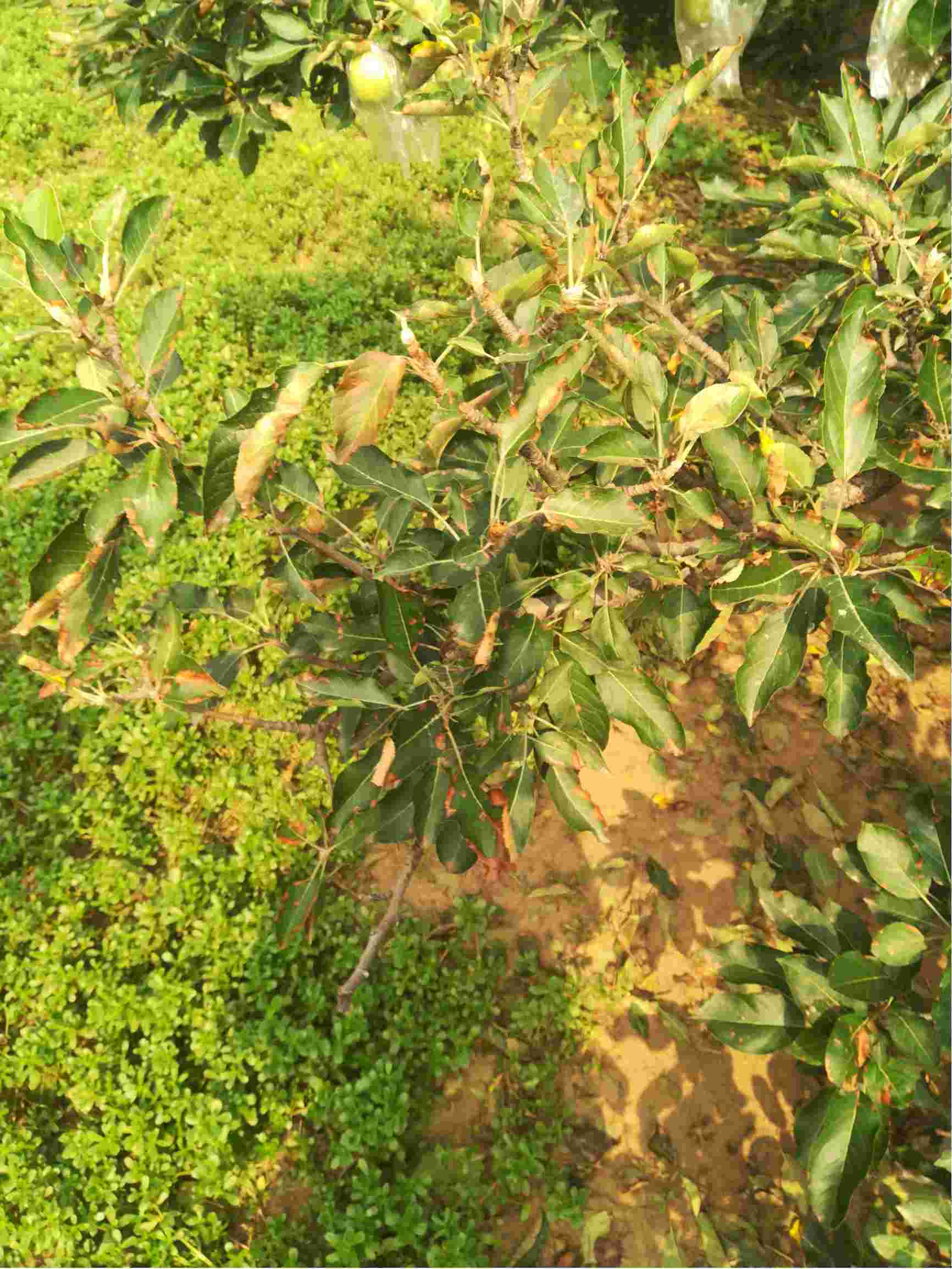 苹果树代森锰产生药害怎么办