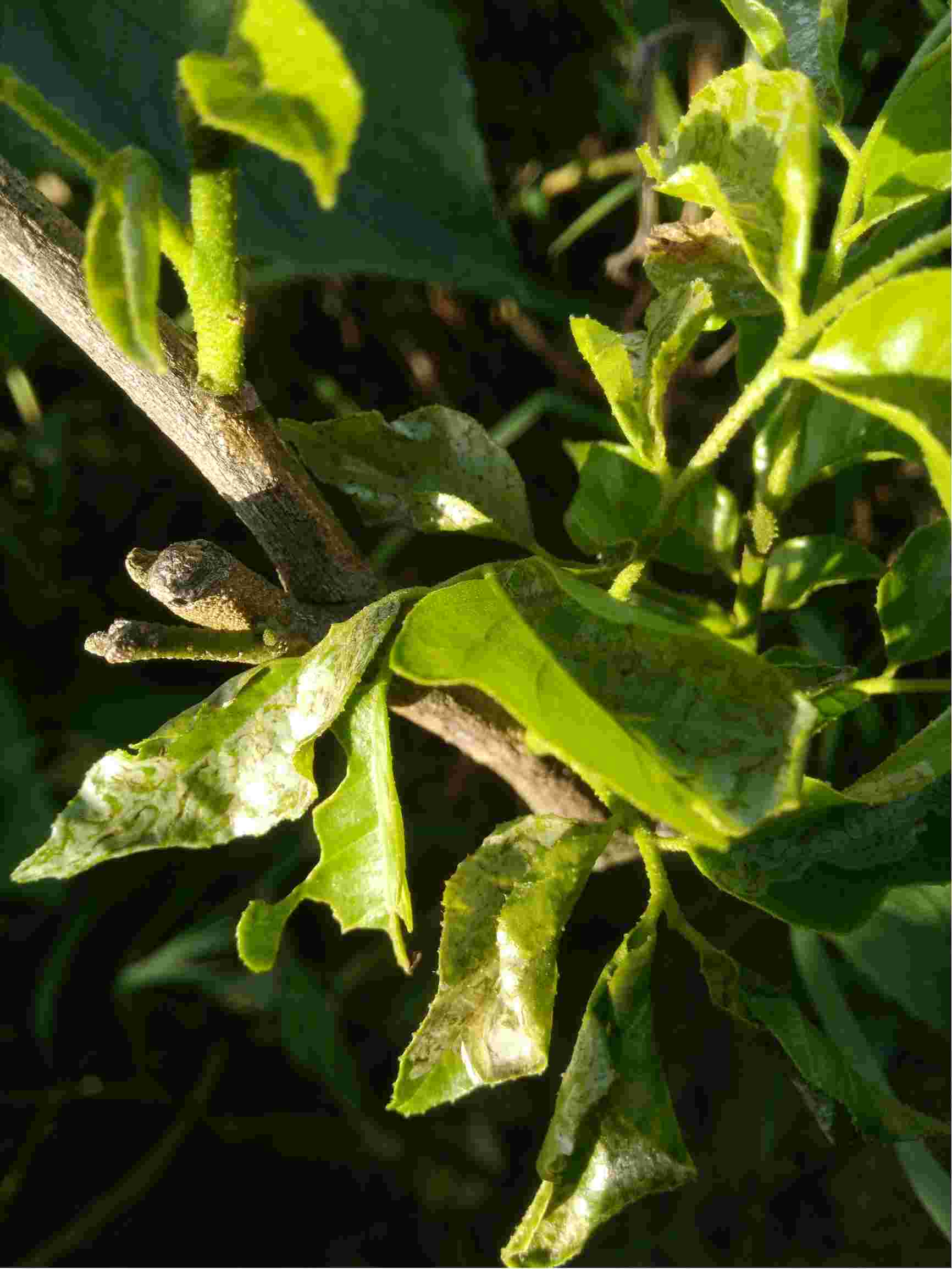黄皮果树常见病害图片