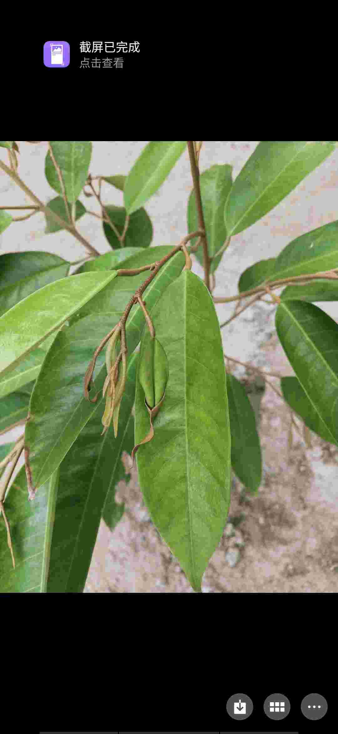 在海南种植的榴莲种植了2个月前两批新叶子长得很健康到现在第三批