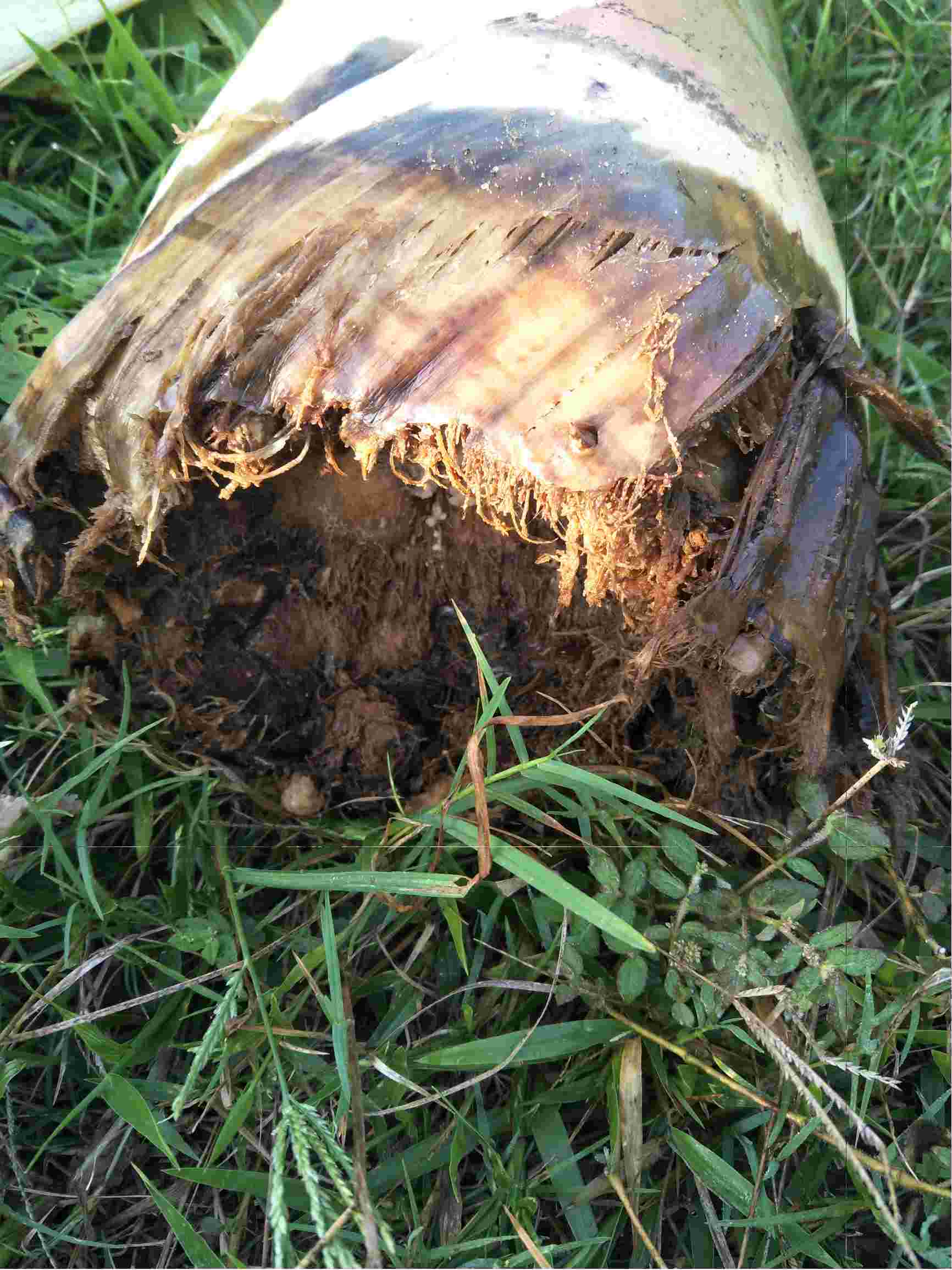 老师您好粉蕉烂头发臭请问是什么病用什么药防治