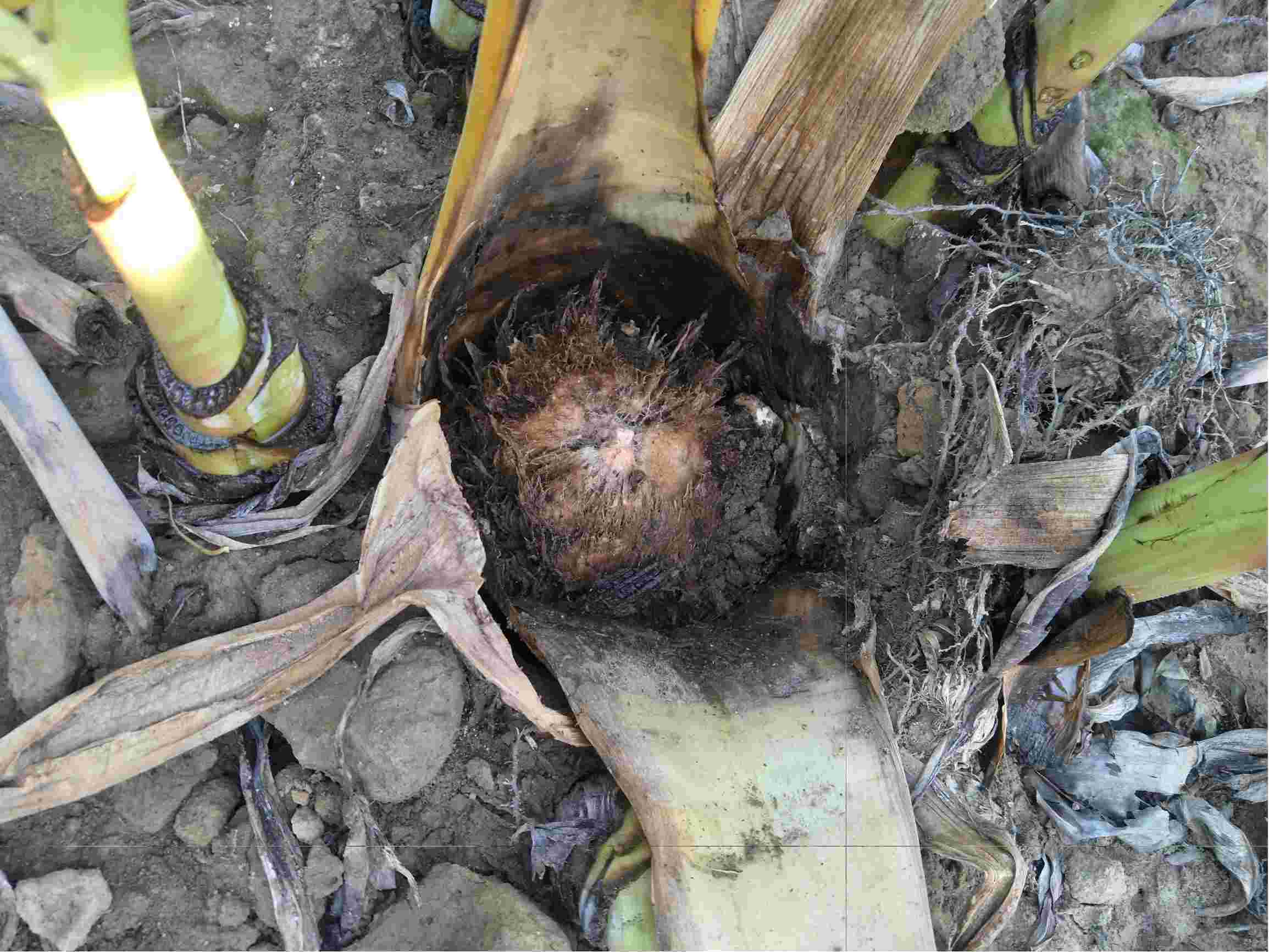 老师您好粉蕉烂头发臭请问是什么病用什么药防治