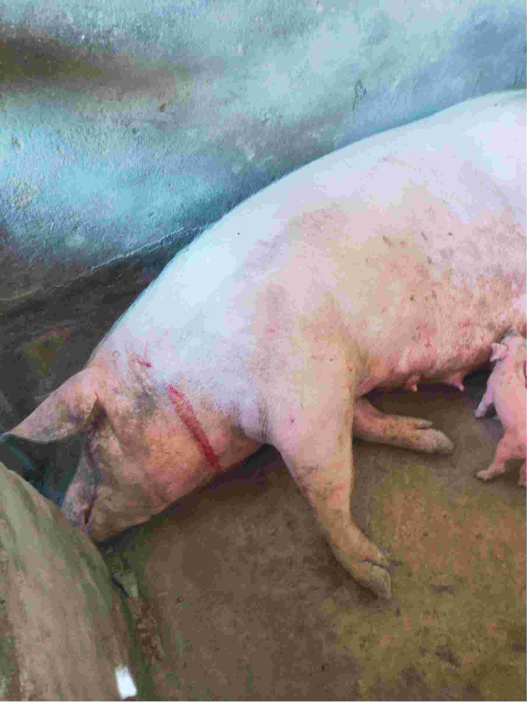 猪瘟有哪些症状 慢性图片