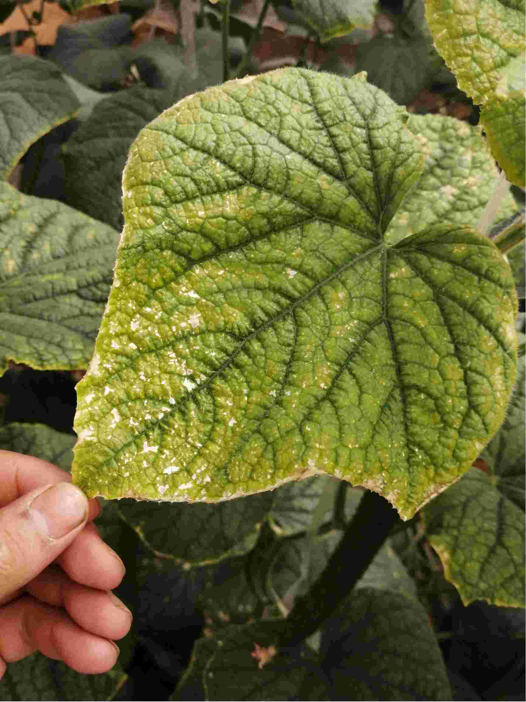 请问我的黄瓜叶片出现了图片上的问题请问是什么病还是什么原因谢谢