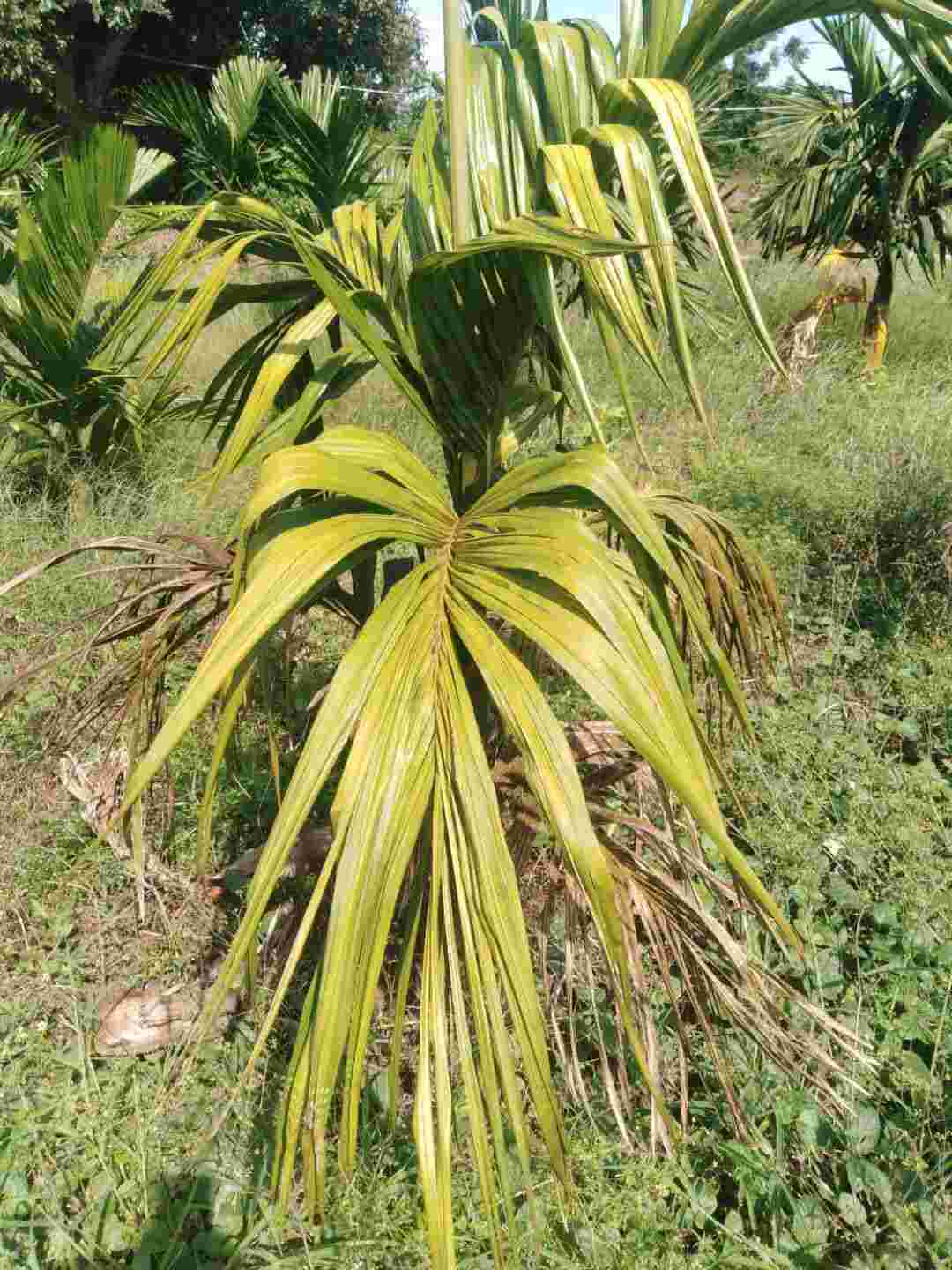 槟榔树根图片图片