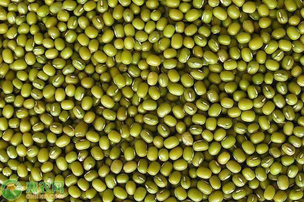 种植课堂：绿豆怎么种？-图片版权归惠农网所有