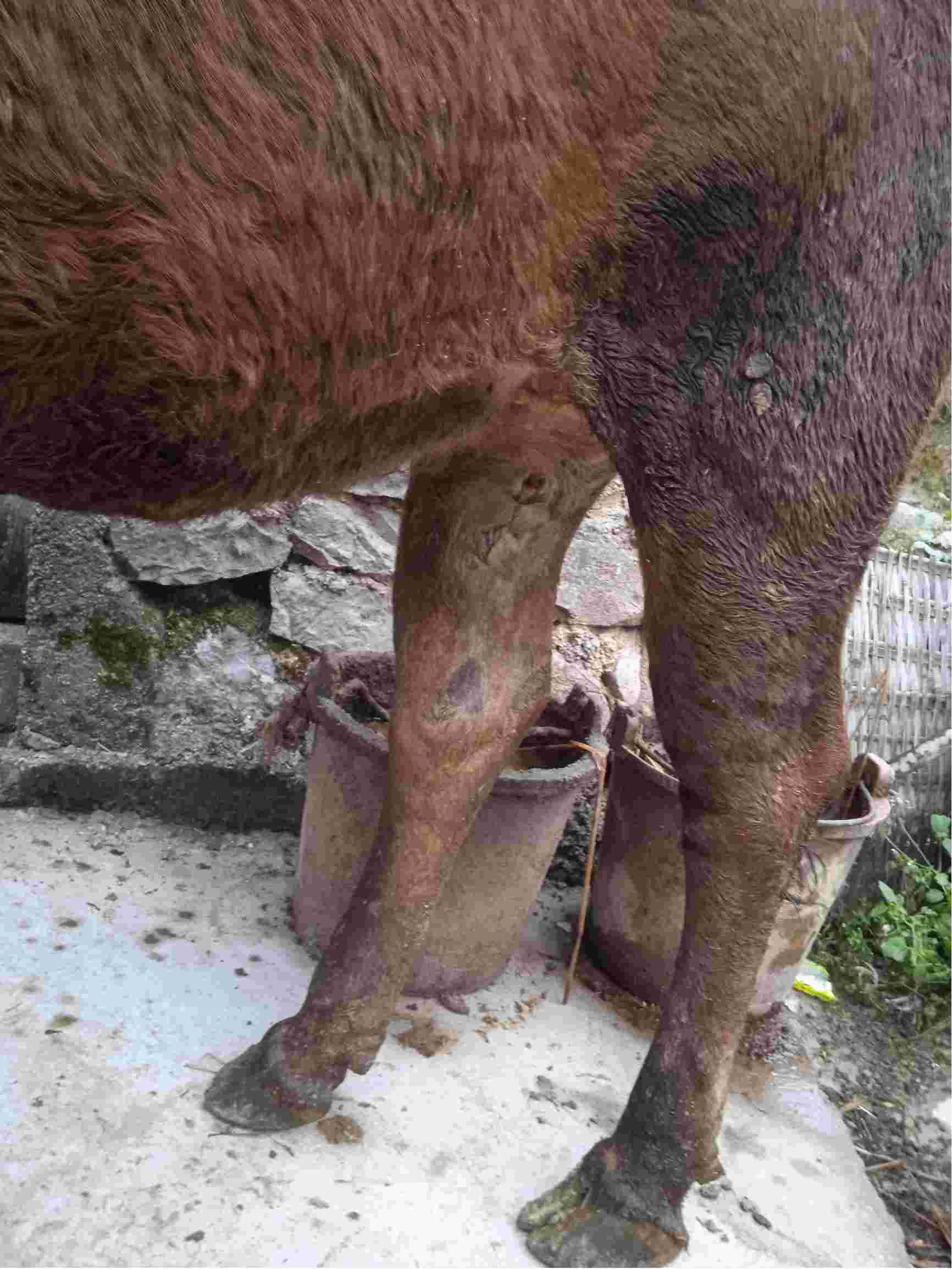 老师你好我家的牛得病是什么