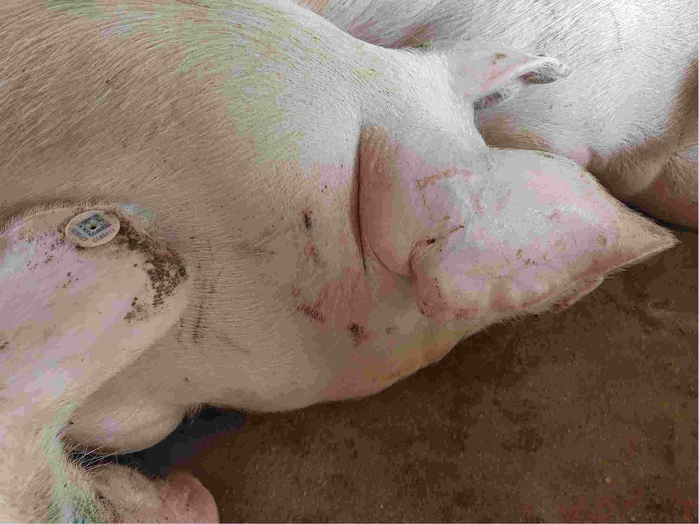 猪水肿病的症状及治疗图片