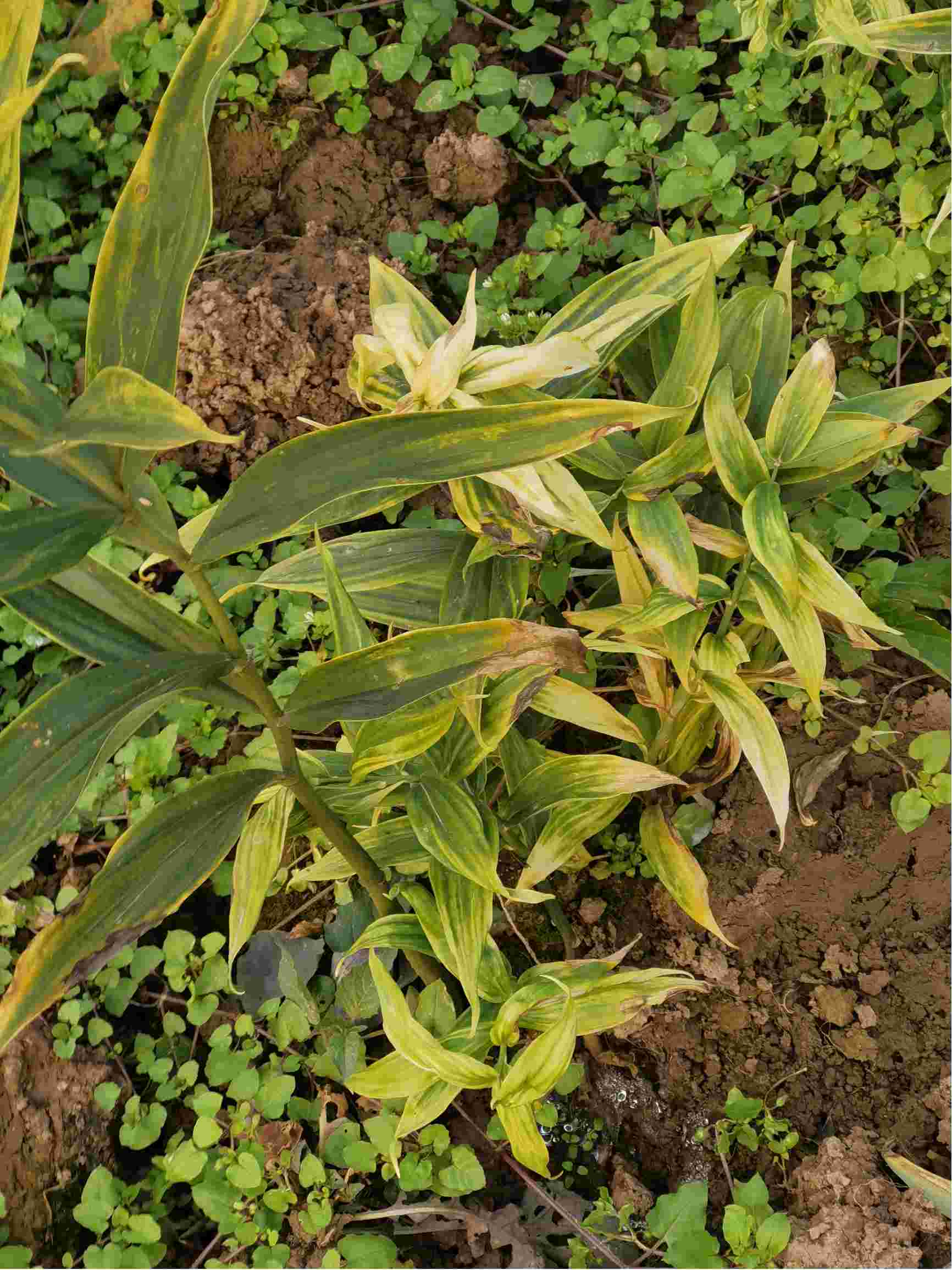 老师好黄精苗叶子白色斑块然后死苗