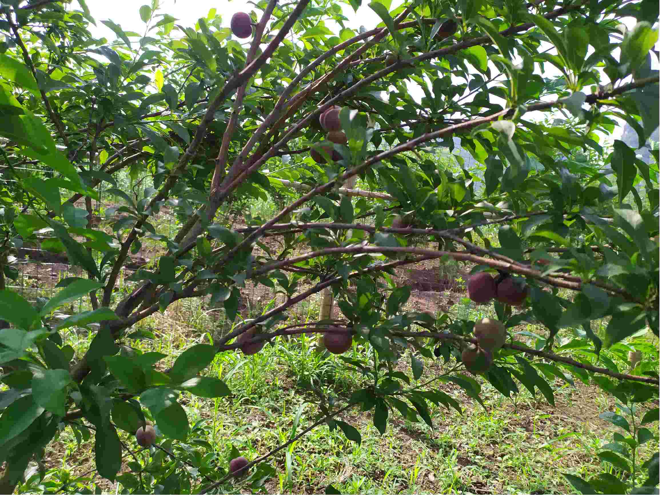 技术缺乏经验向您讨教指点指点一下今年的三华李如何保花保果还有营养