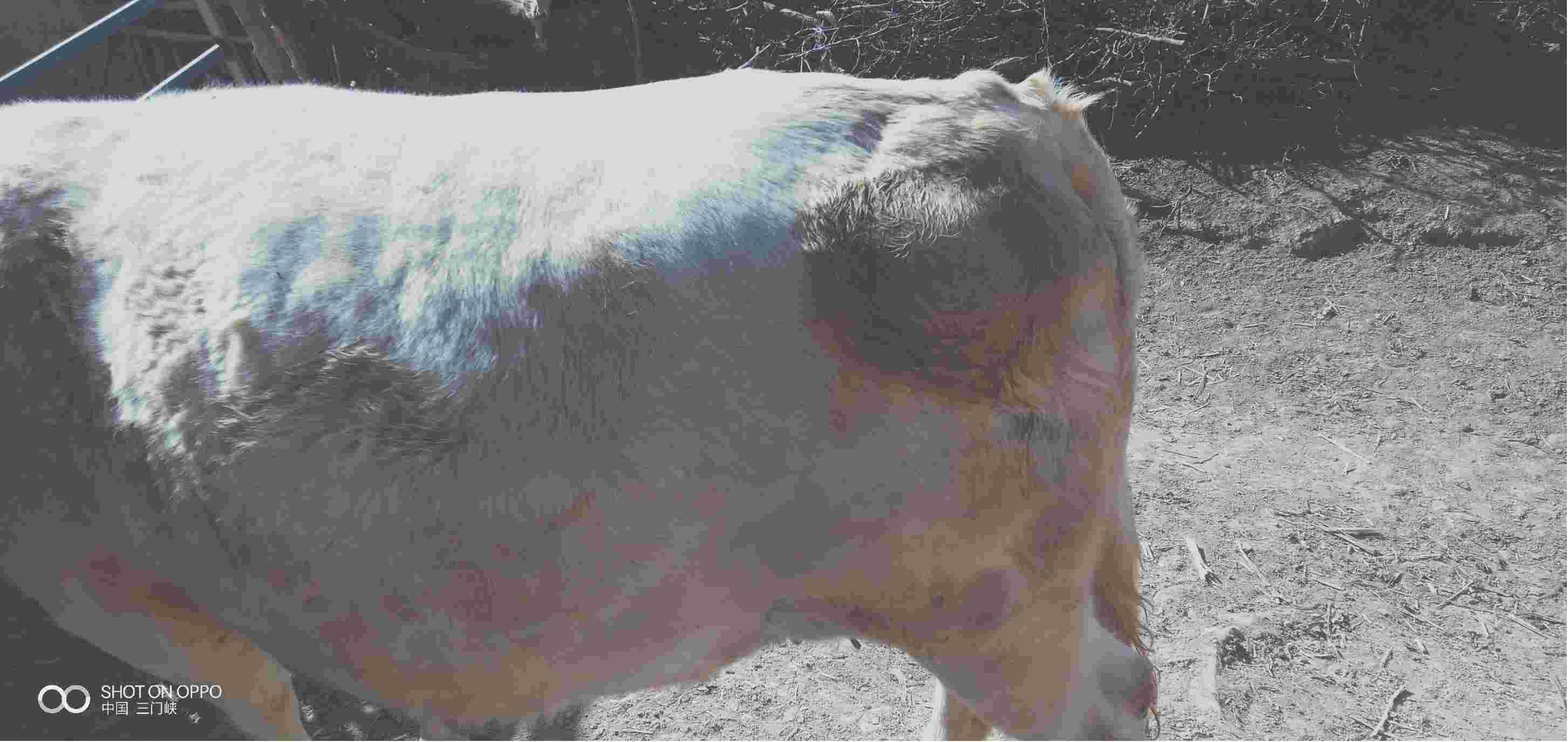 牛放线菌症状高清图片图片