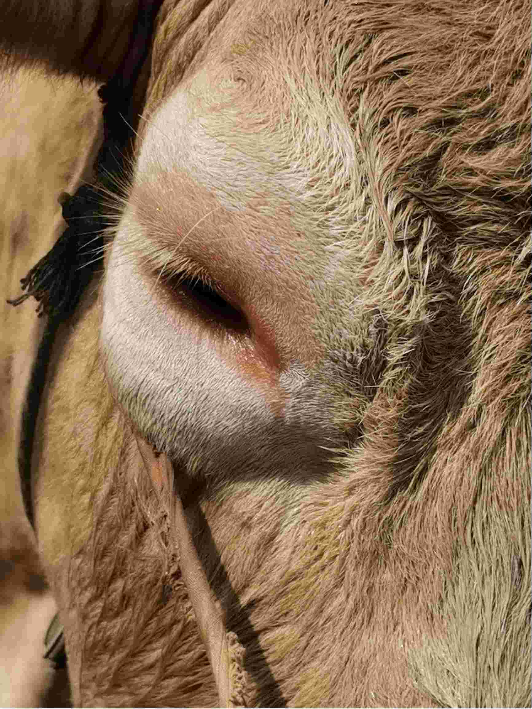 牛眼睛肿了怎么回事