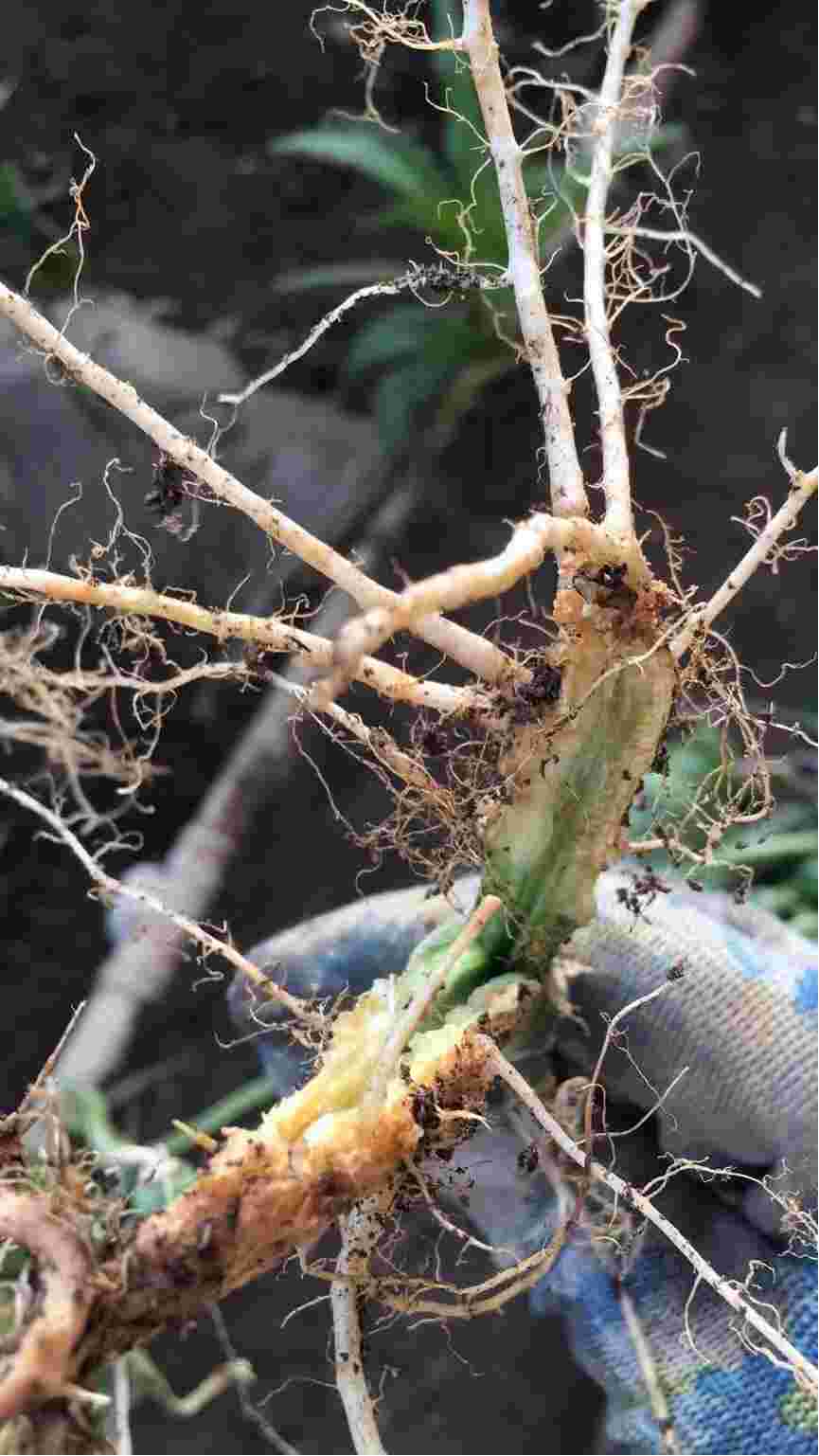 温棚黄瓜大面积叶子中午萎靡不振但是晚间又恢复而且黄瓜根好像有问题