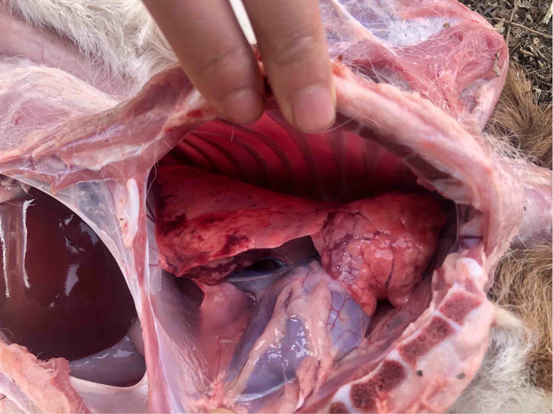 羊羔无名死亡解剖开看见肝胆挺大的肺上面一块黑红一块浅红羊羔后期