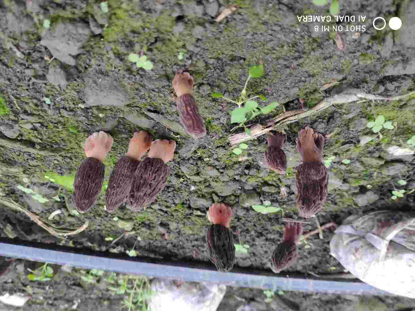 羊肚菌幼菇出现黄脚死亡现象