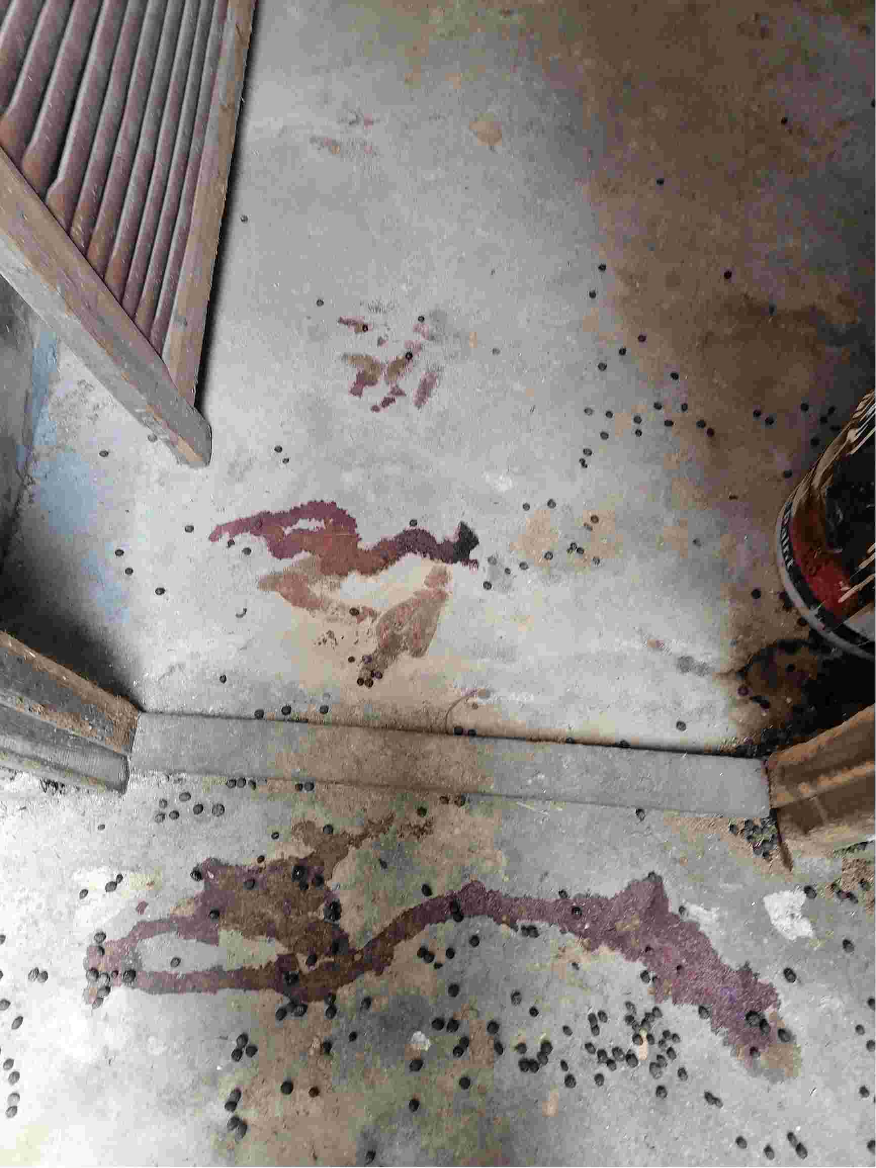 您好我家的兔子生了现在在地上应该怎么办并流了很多血大兔子的血