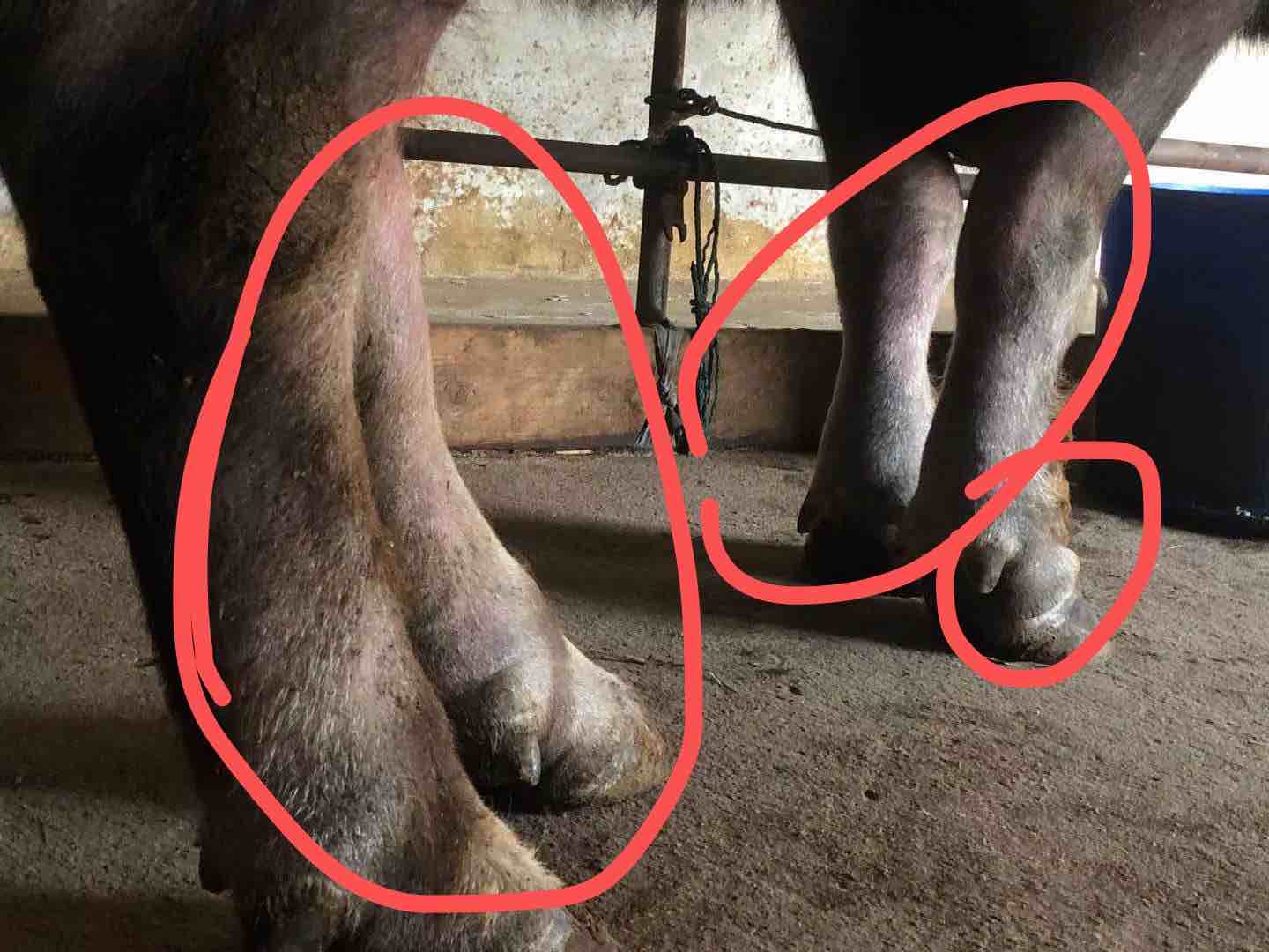 牛的脚长什么样子图片图片