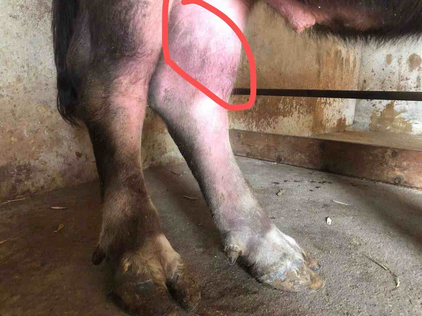 公水牛四条腿肿肿到蹄子牛最近老站着不见躺下请问是什么原因呢