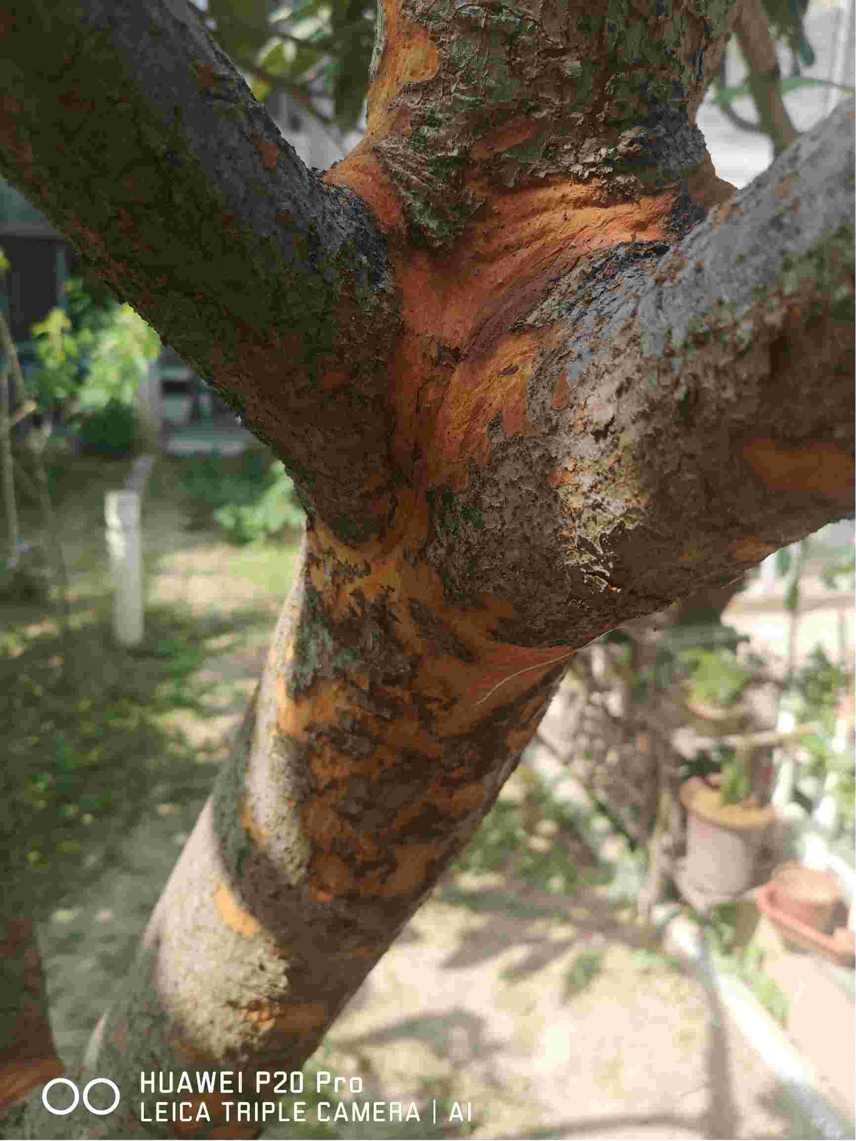 枇杷树树干生病图片图片
