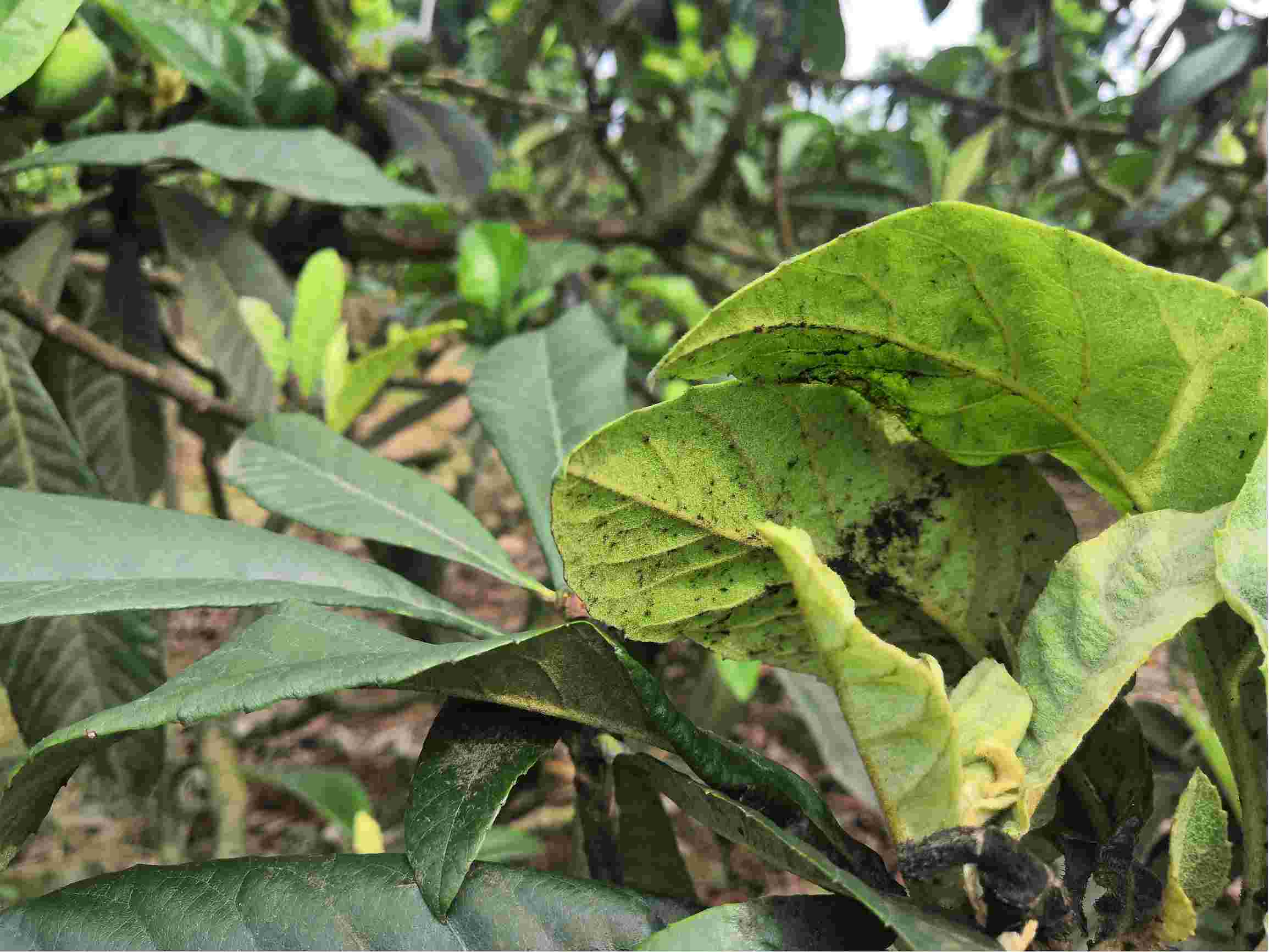 植物黑霉病图片