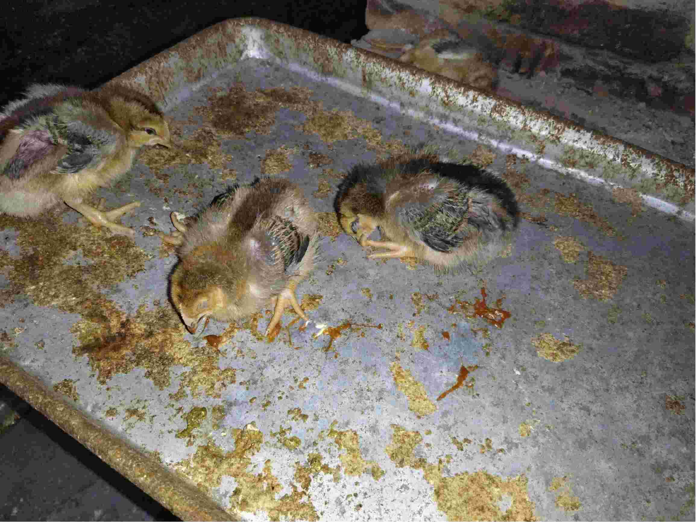 就今天忽然就发现小鸡大批量死亡希望专家帮我看一下