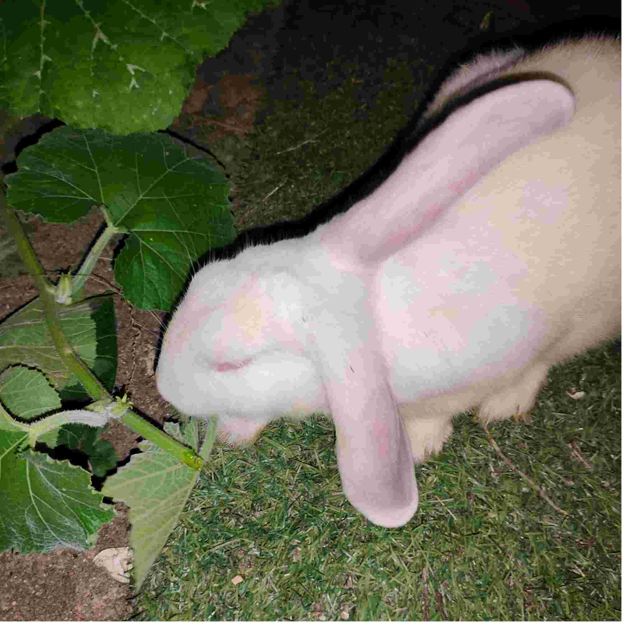 折耳兔一只耳朵竖起来图片