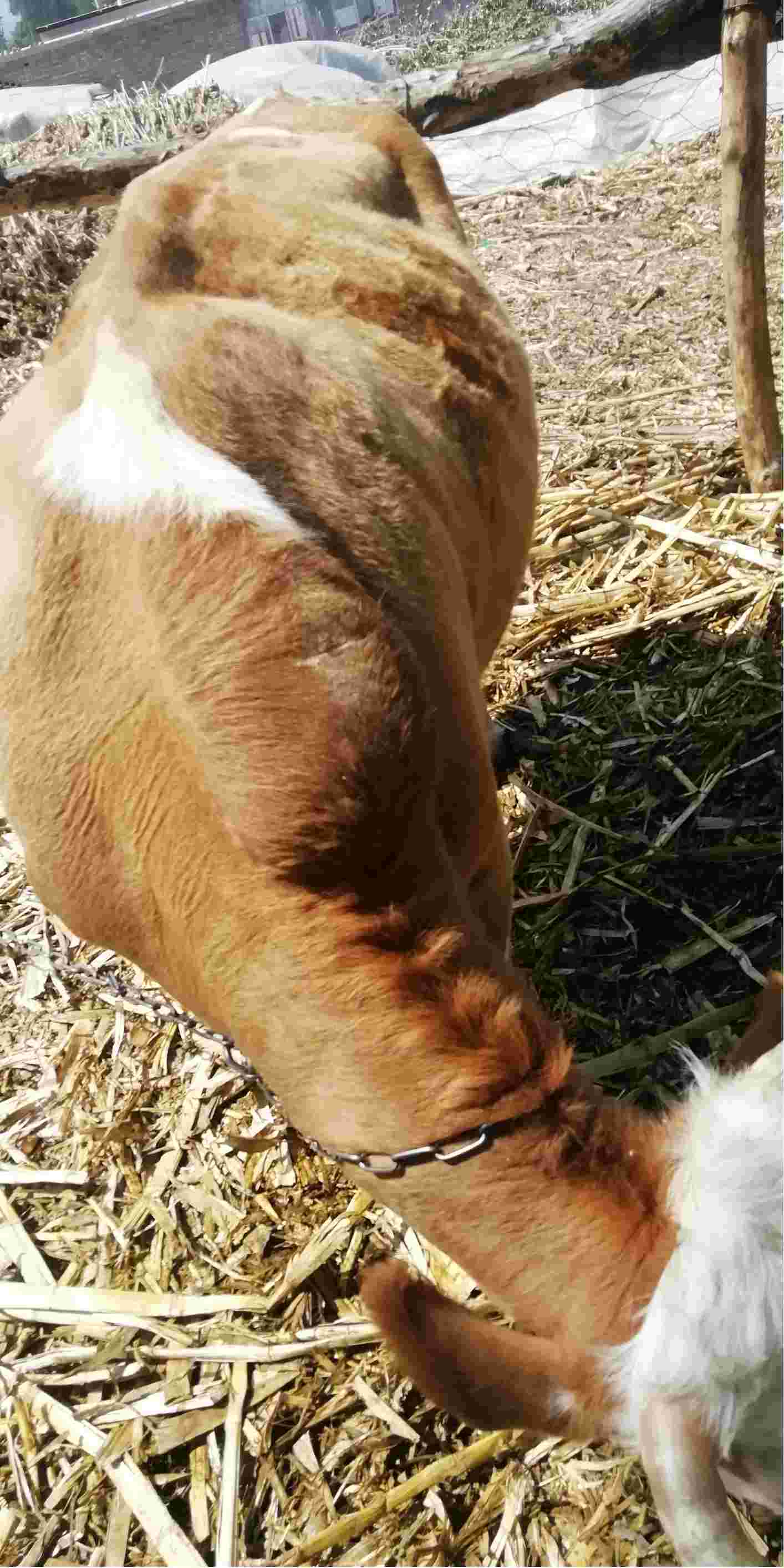 牛放线菌病颈部图片图片