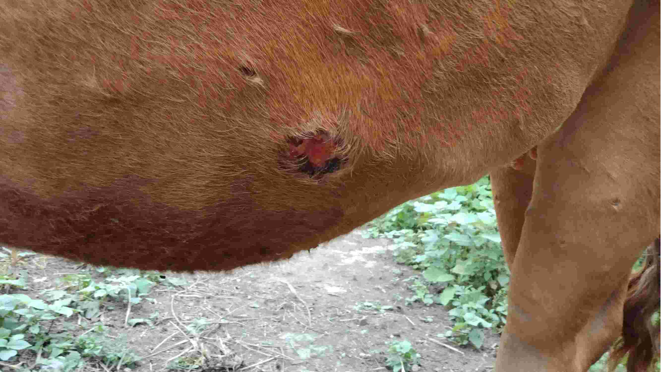 牛放线菌病颈部图片图片