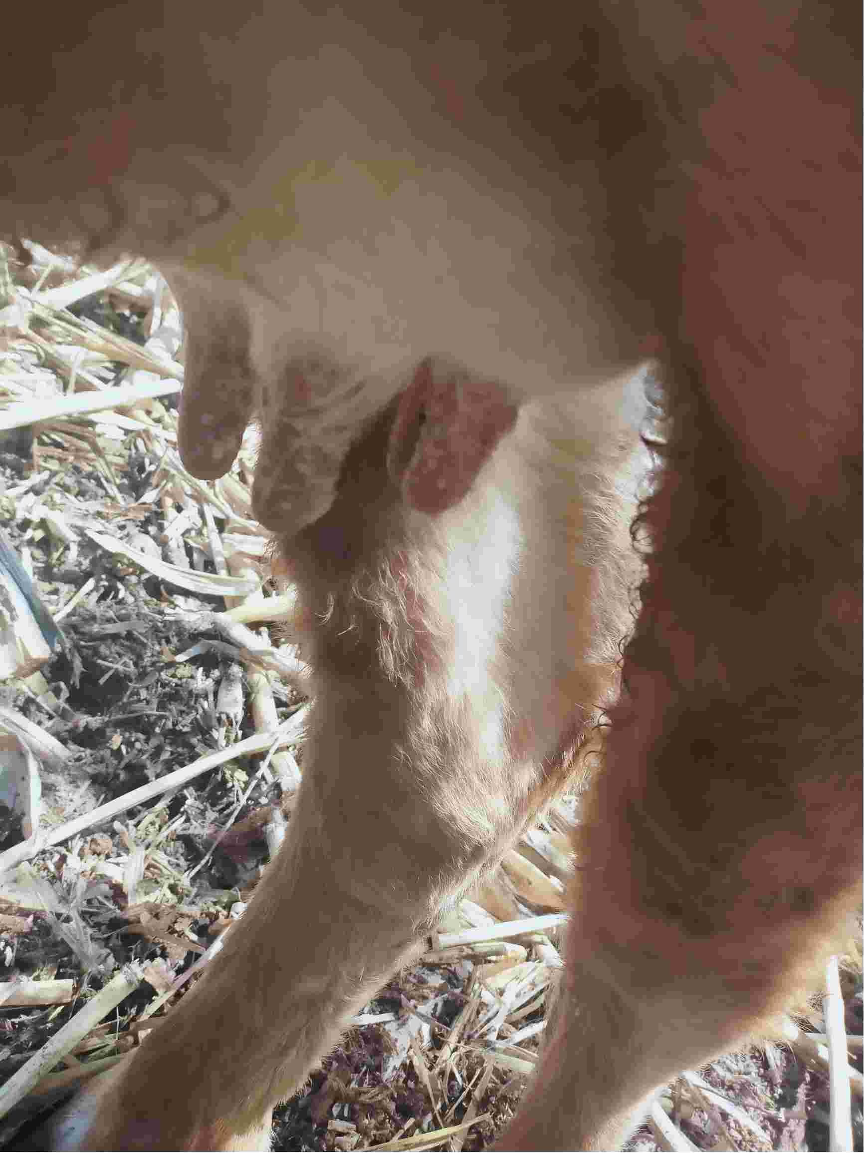 母牛乳头上有白色米粒大小的疙瘩处于哺乳期小牛4个月