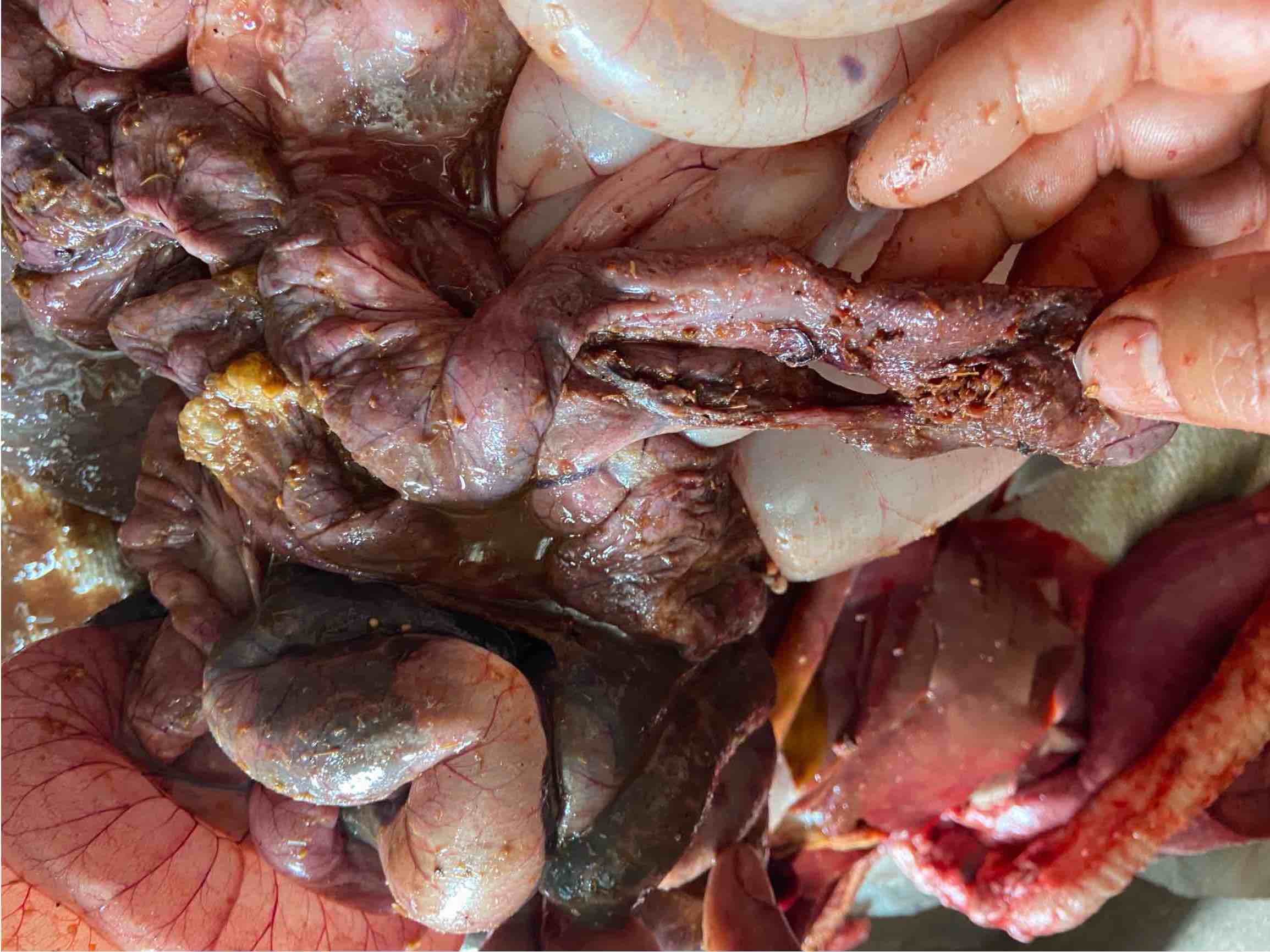 这个羊胀气严重喂了消气灵没有缓解4个小时后就死亡