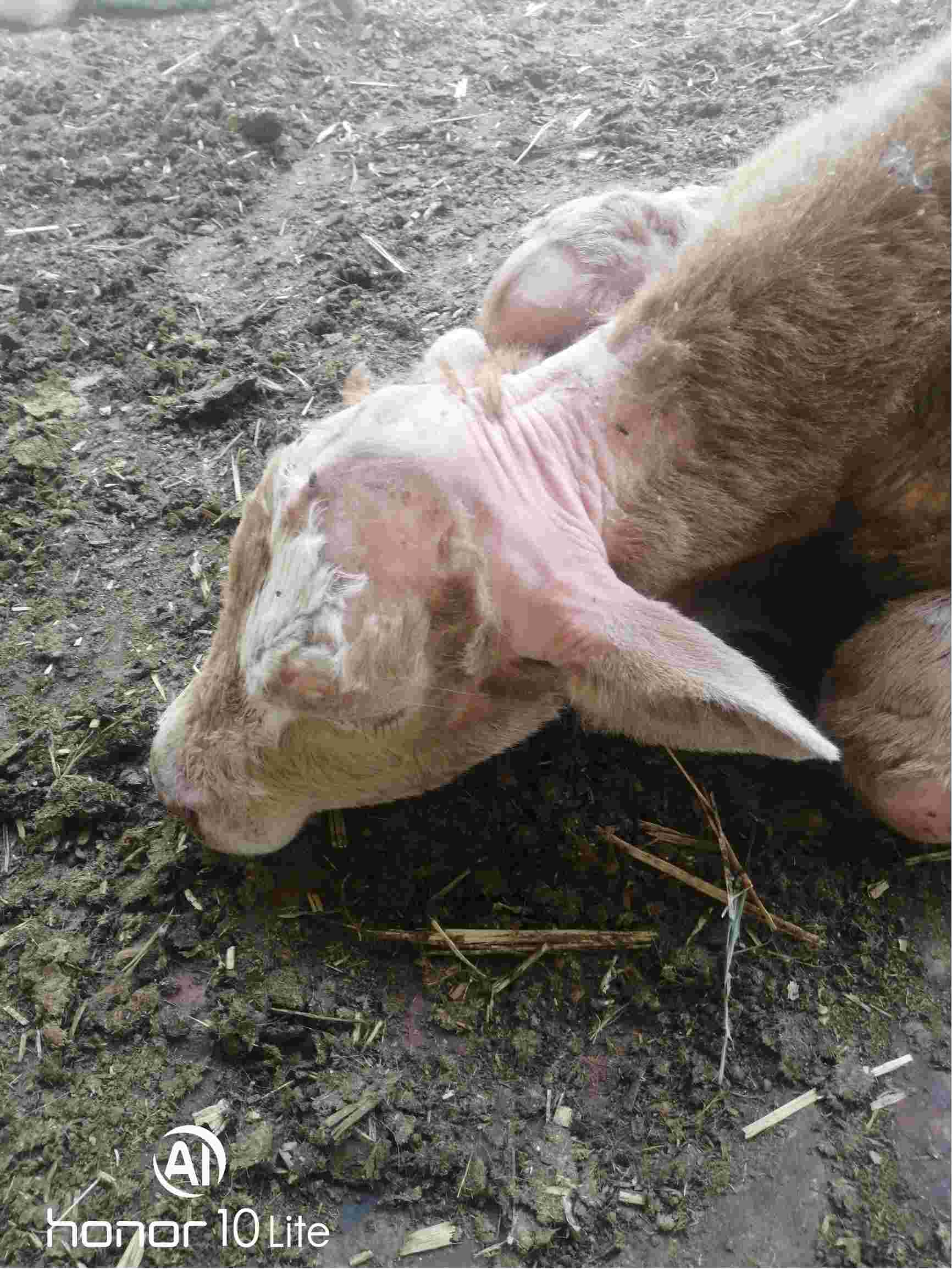 刚出生的小牛全身大面积掉毛不爱动弹
