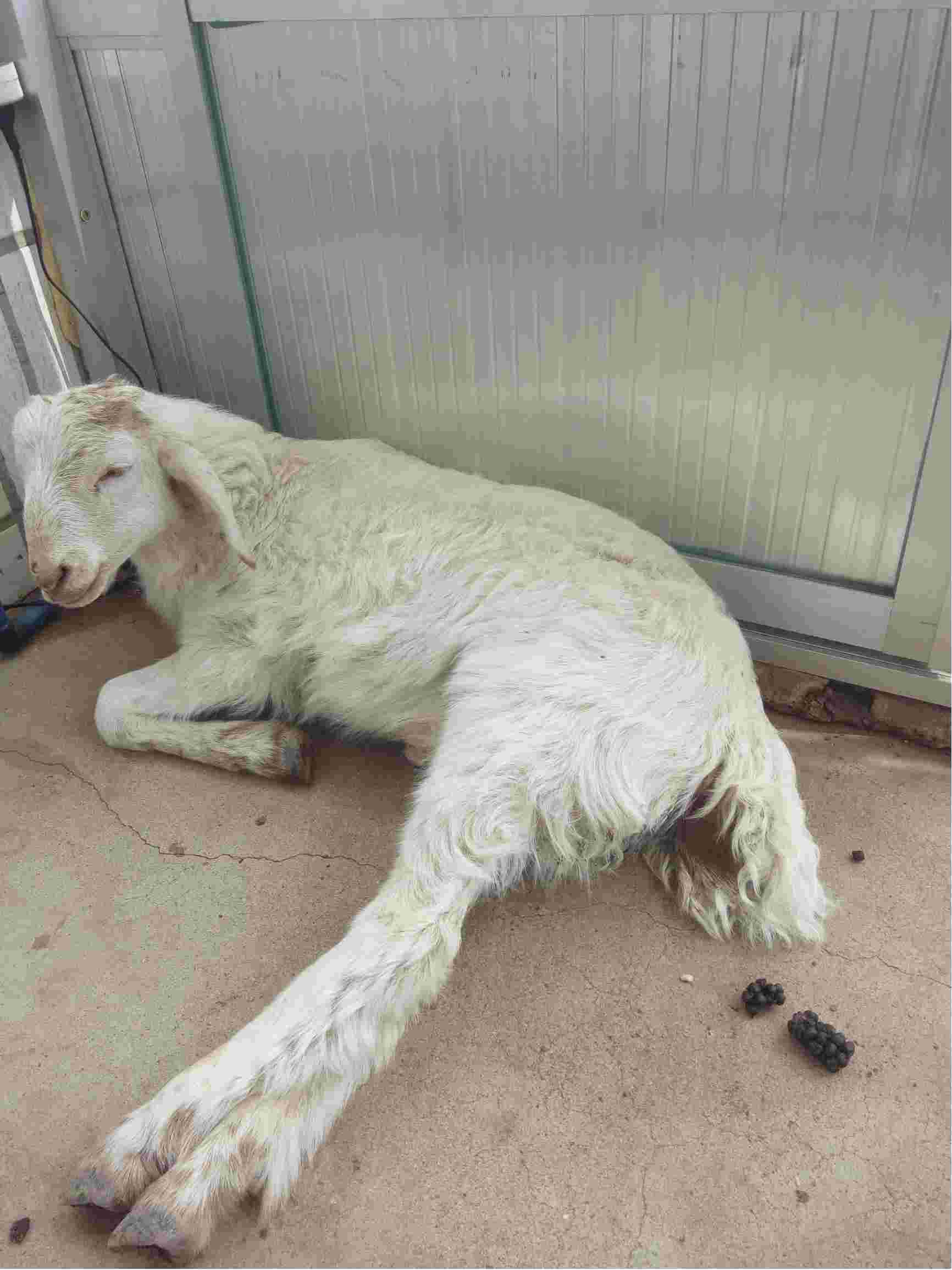 30斤的小公羊羔得了尿结石怎样治疗