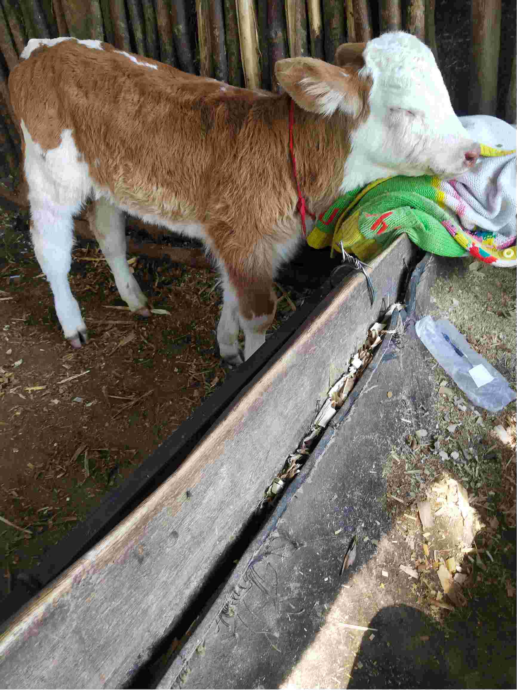 小牛犊脑炎啥症状图片图片