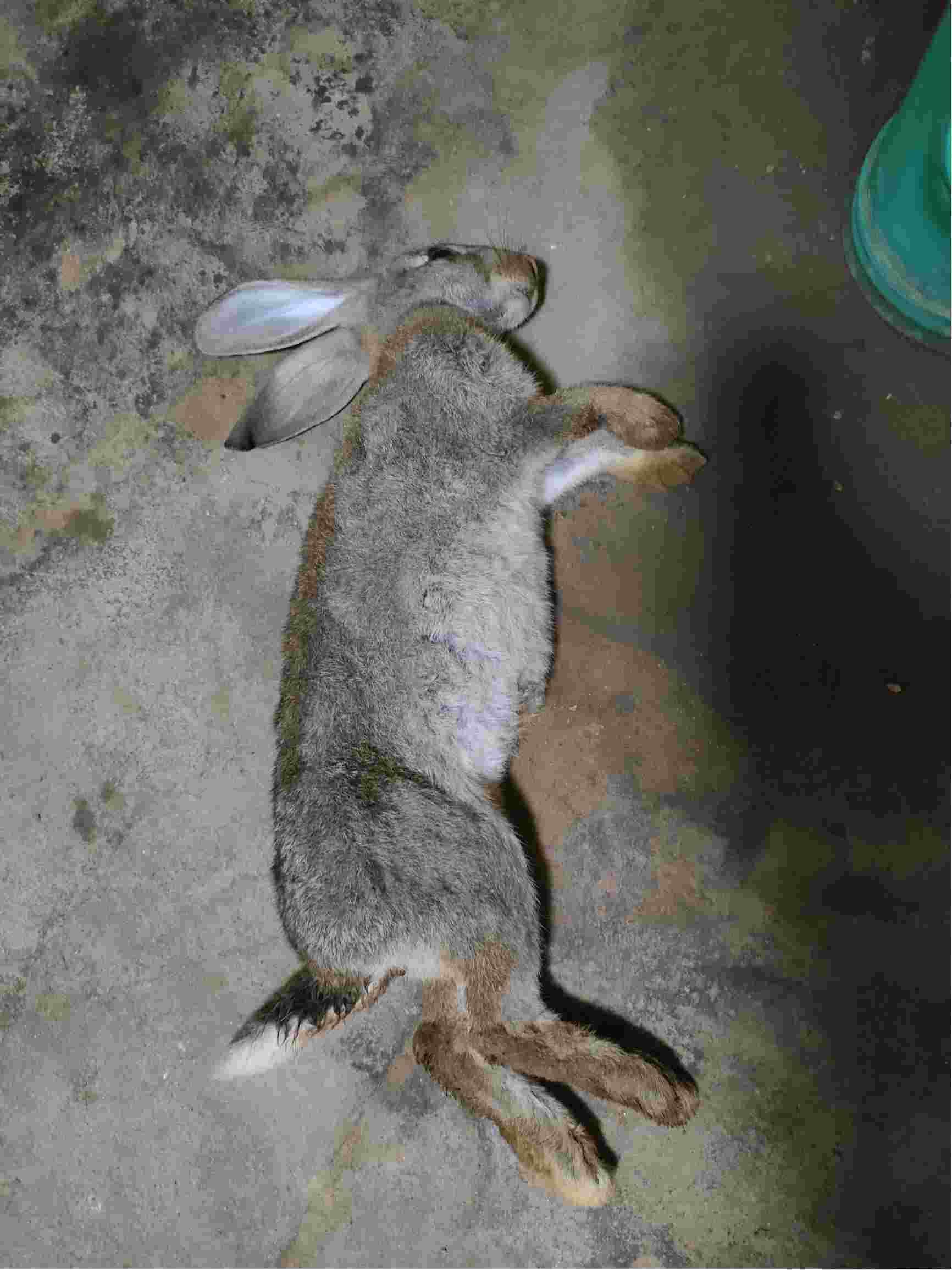 死掉的兔子图片图片