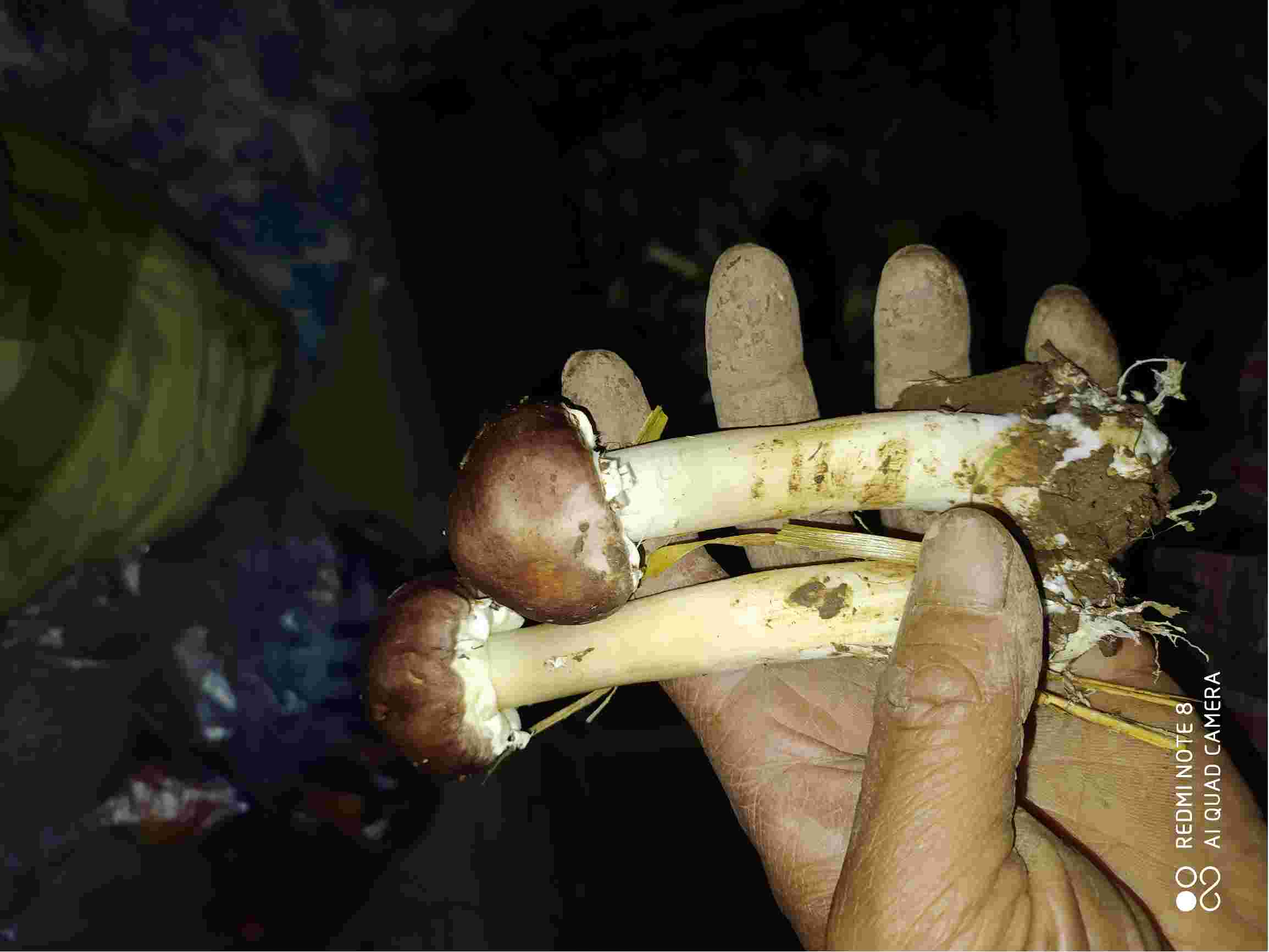 老师好为什么我家的球盖菇菇体不粗都是细长型的啊我用的是纯麦草做的