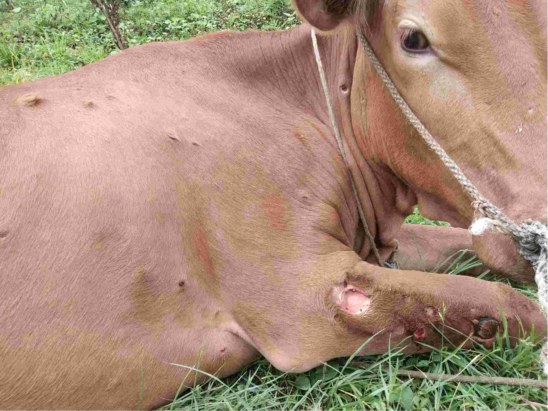 养殖牛常见的皮肤病图片