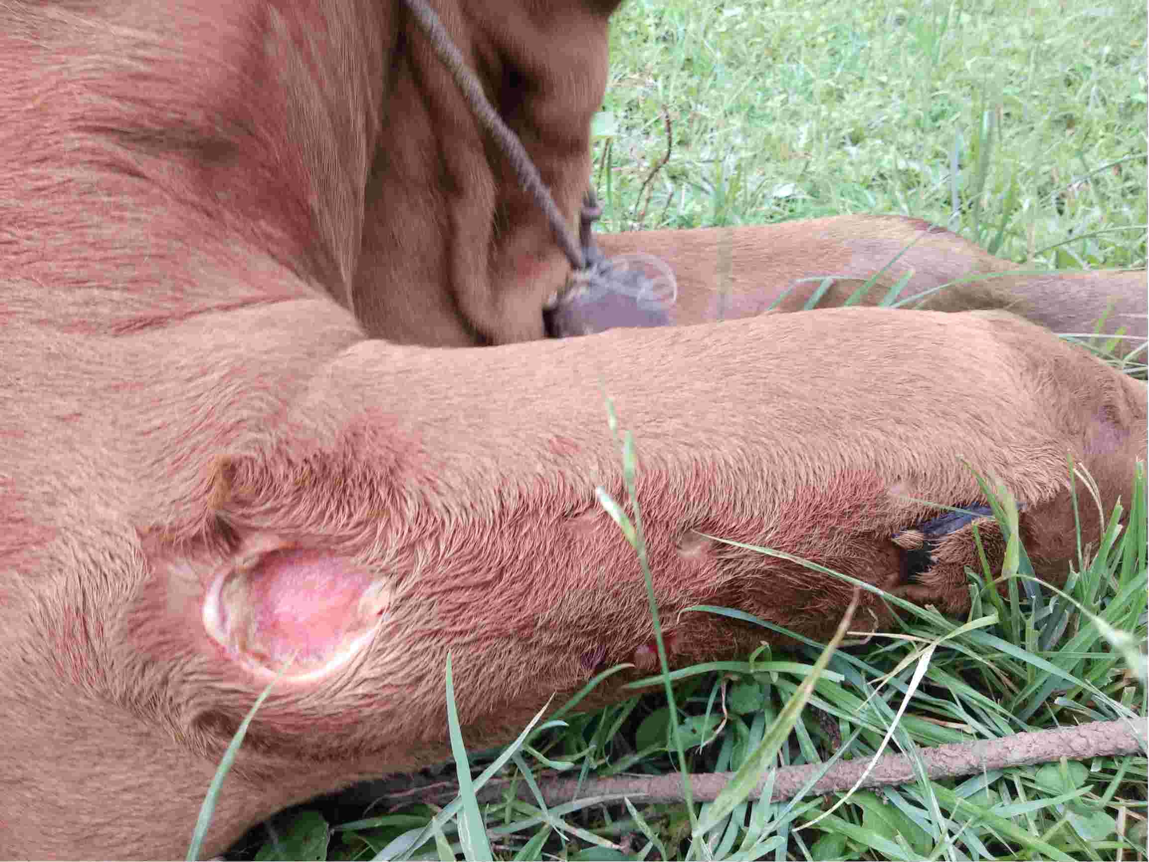 牛放线菌症状高清图片图片