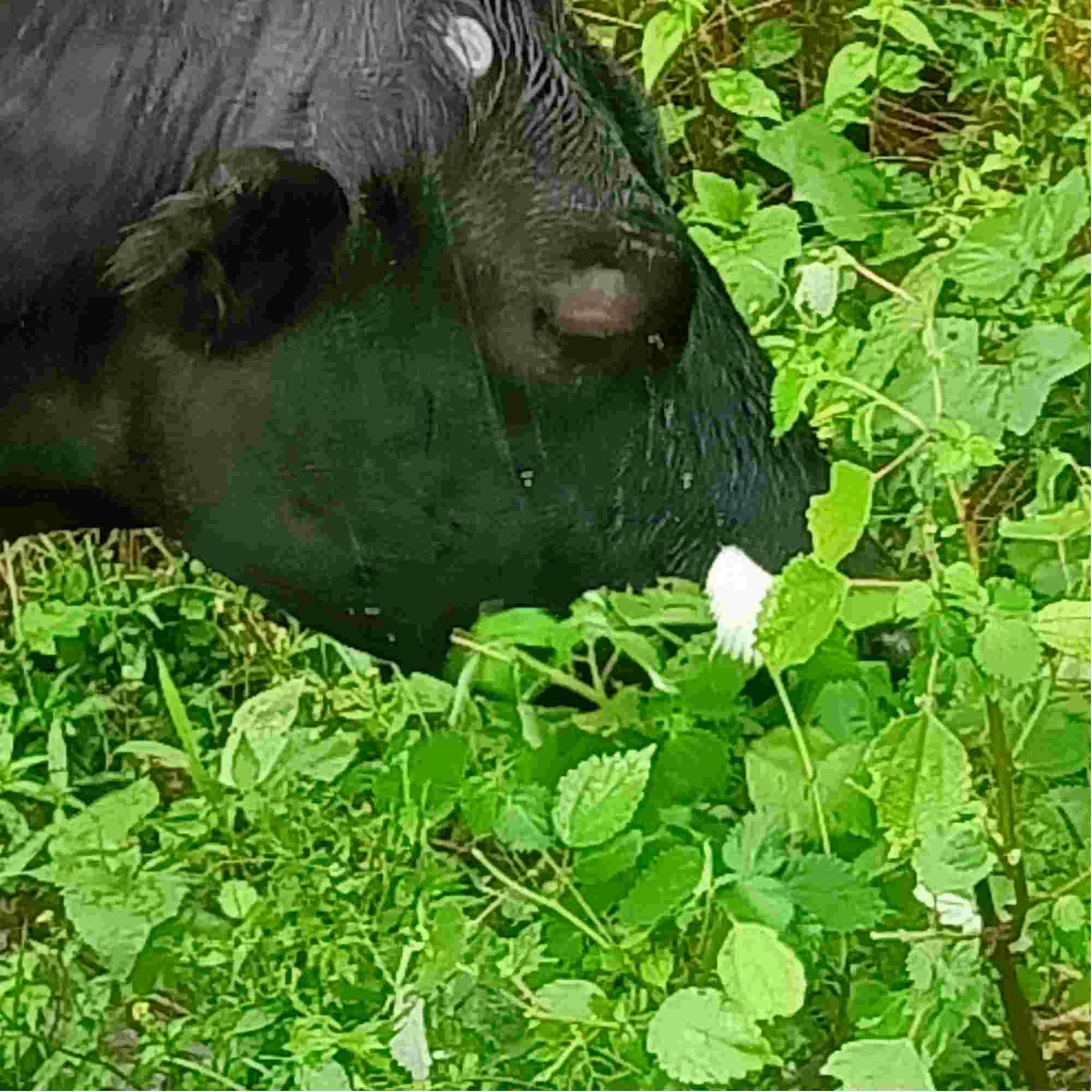 牛两只眼睛肿是怎么回事