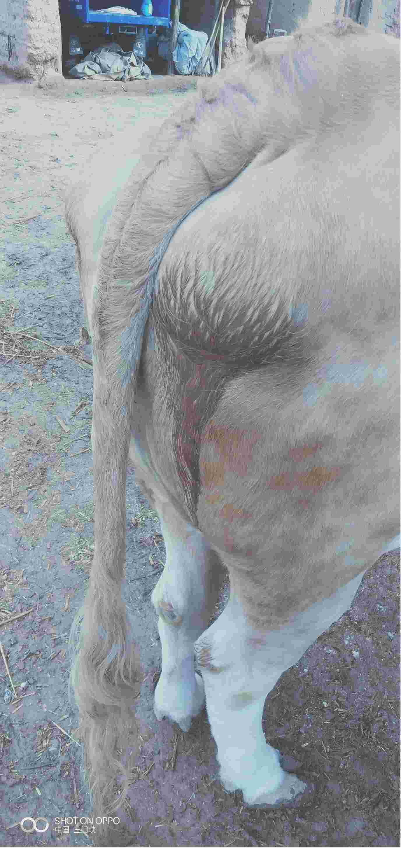 母牛水门照片红肿图片