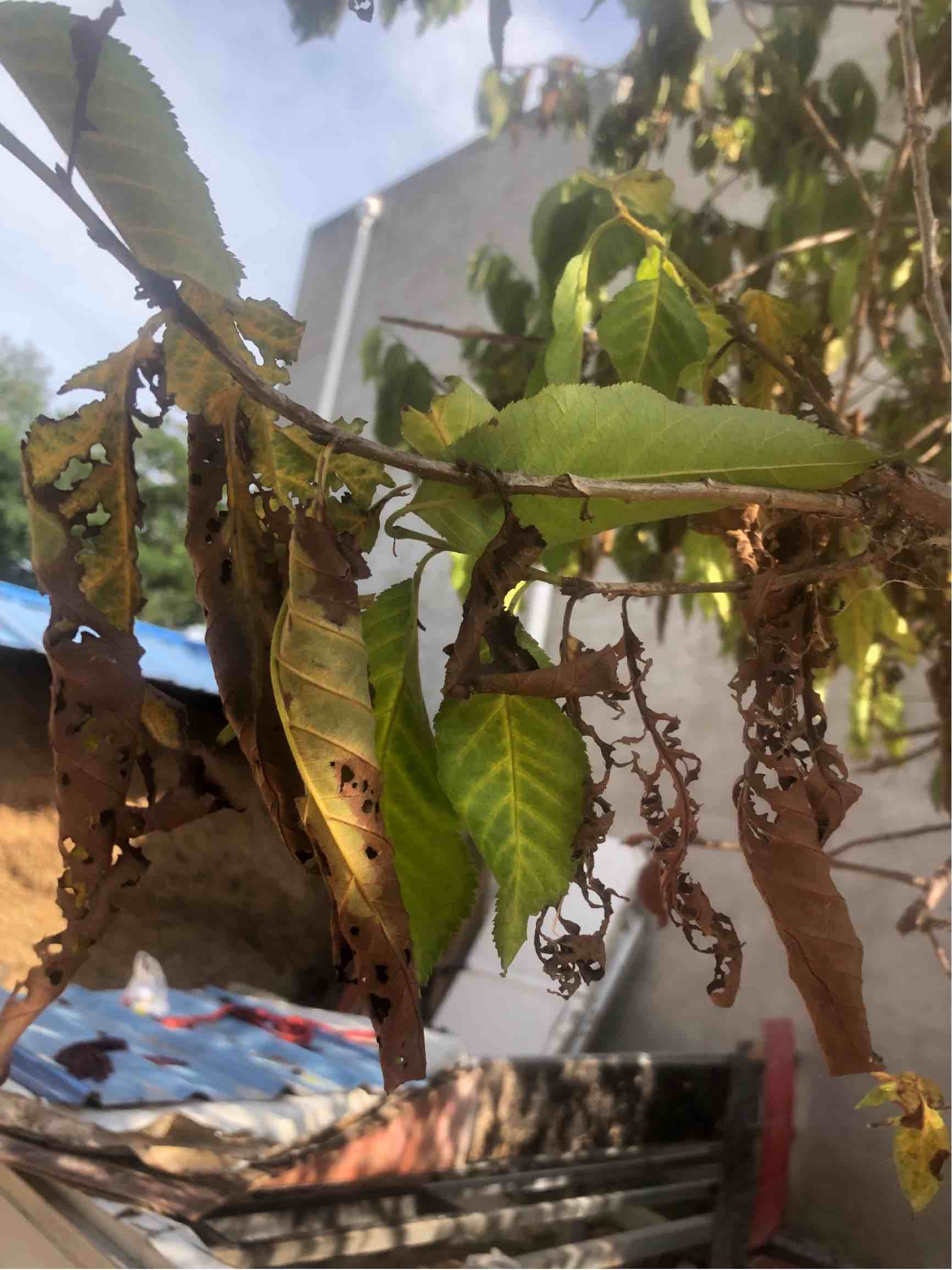 这是蚧壳虫么我家的樱桃树前几天还好好的现在叶子枯萎了树干上都是
