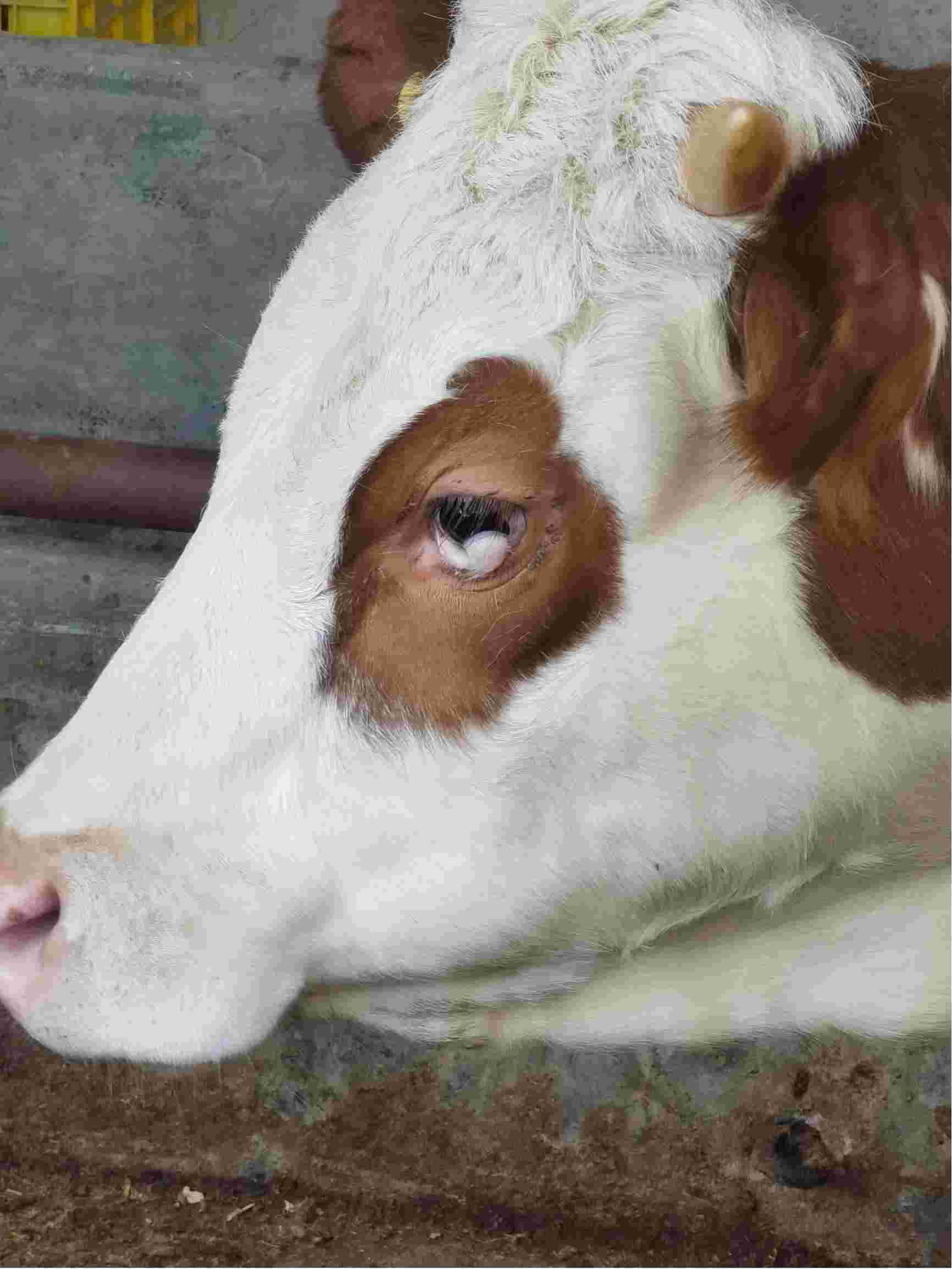 母牛眼睛图片